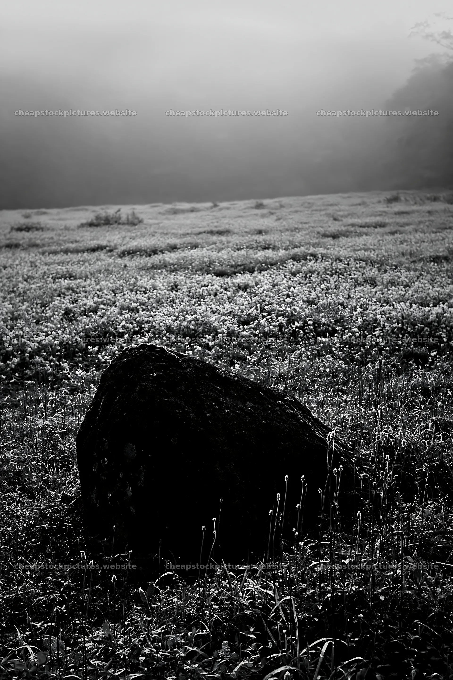 Misty meadow with moss covered stone in Shimane – stock pictures 6480x9722