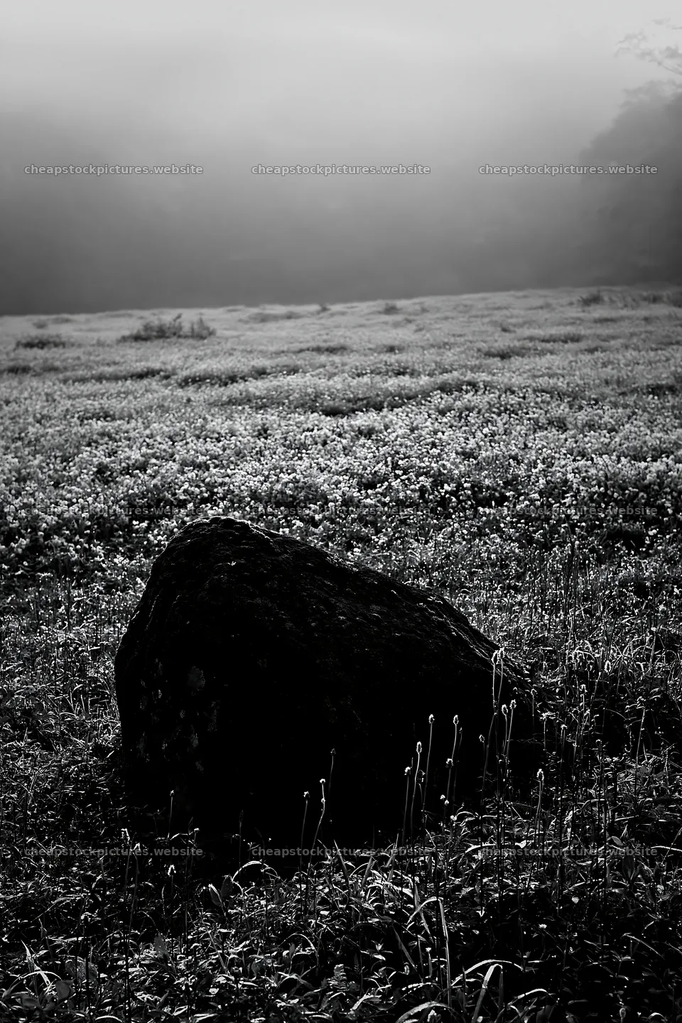 Misty meadow with moss covered stone in Shimane – stock pictures 6480x9722