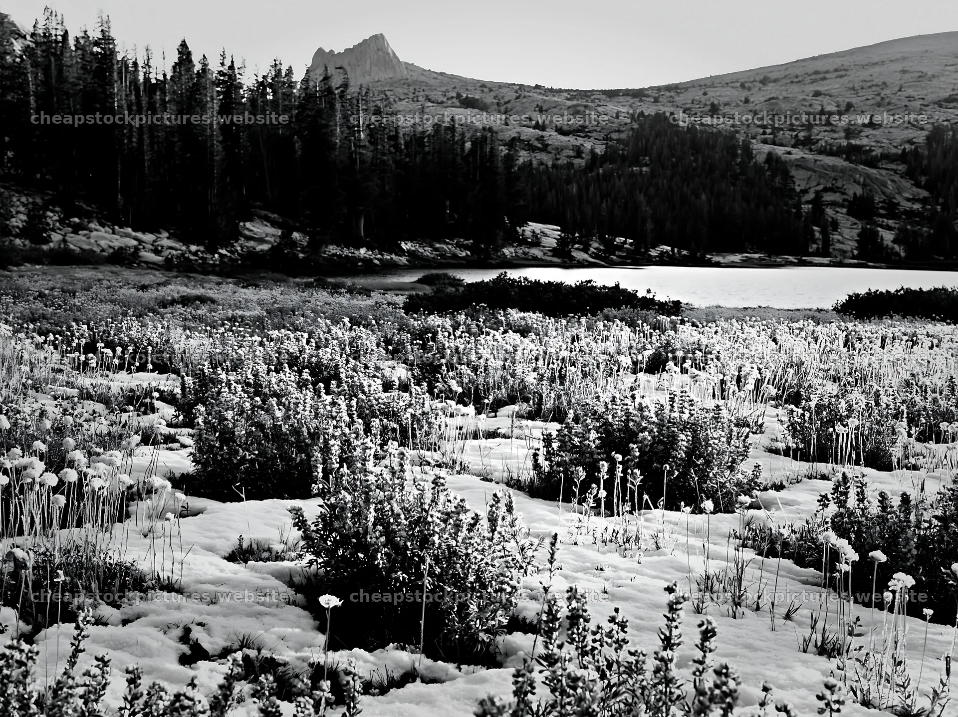 Snowy lakeside meadow with plants near mountains – stock pictures 9174x6866