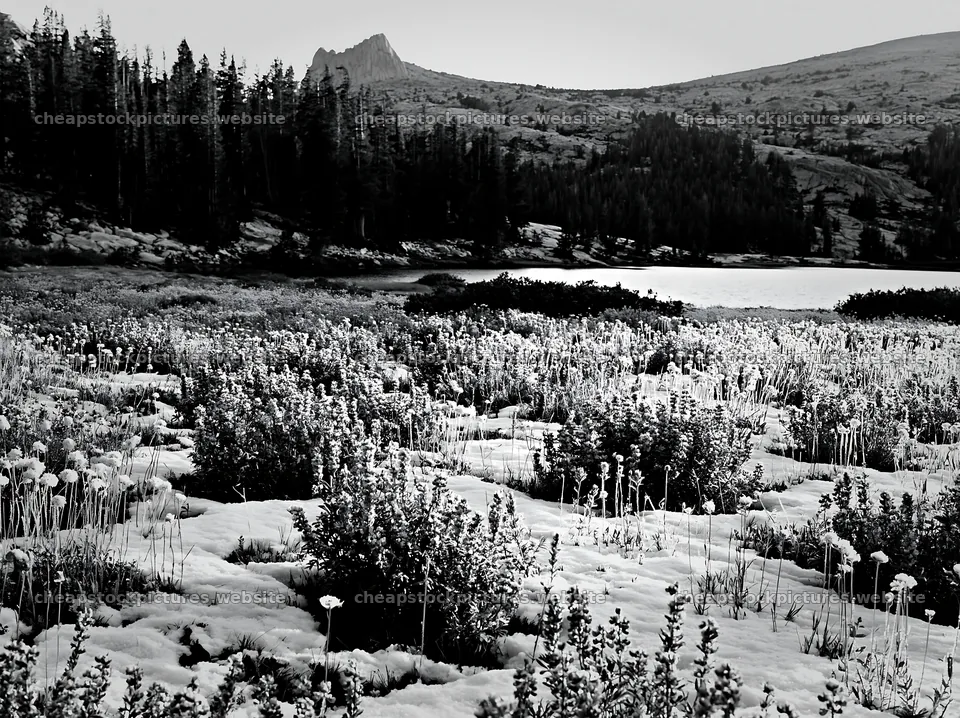 Snowy lakeside meadow with plants near mountains – stock pictures 9174x6866