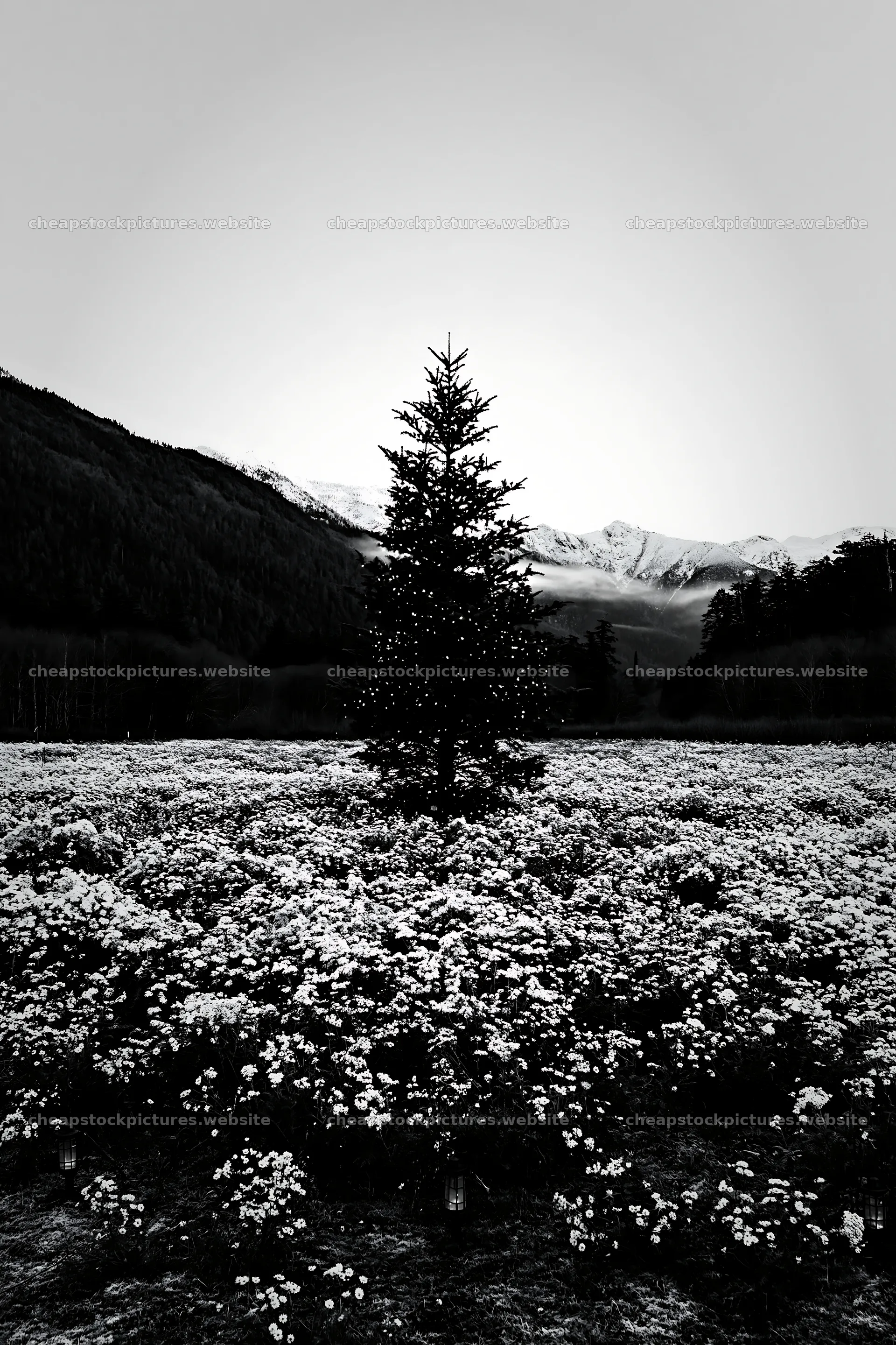Christmas tree in mountain valley meadow with flowers – stock pictures 6480x9722