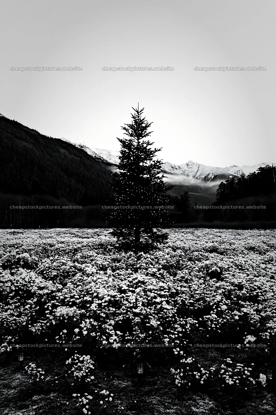 Christmas tree in mountain valley meadow with flowers – stock pictures 6480x9722