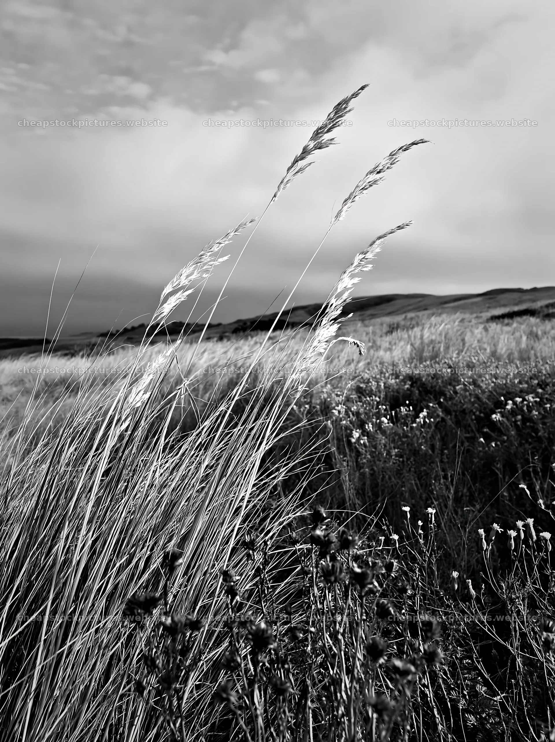 Drought-tolerant meadow with tall grass and wildflowers – stock pictures 6866x9174