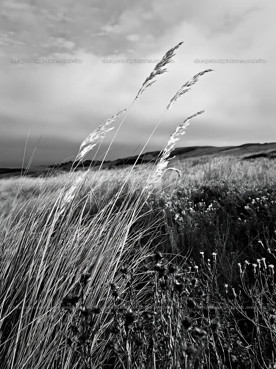 Drought-tolerant meadow with tall grass and wildflowers – stock pictures 6866x9174