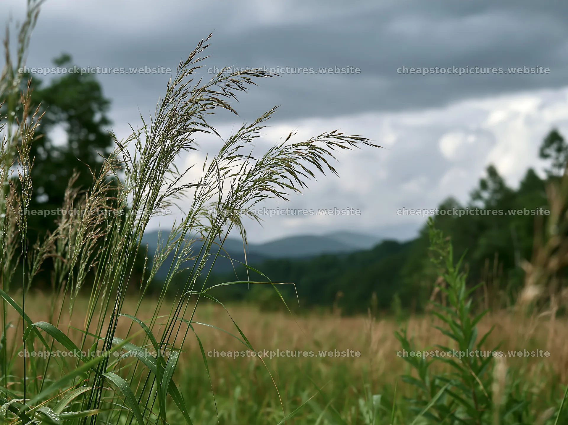 Iwate rain refreshed meadow seedhead foreground – stock pictures 9174x6866