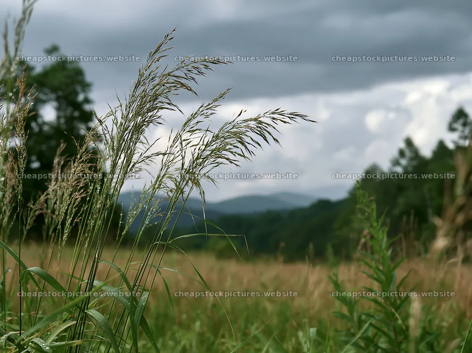 Iwate rain refreshed meadow seedhead foreground – stock pictures 9174x6866
