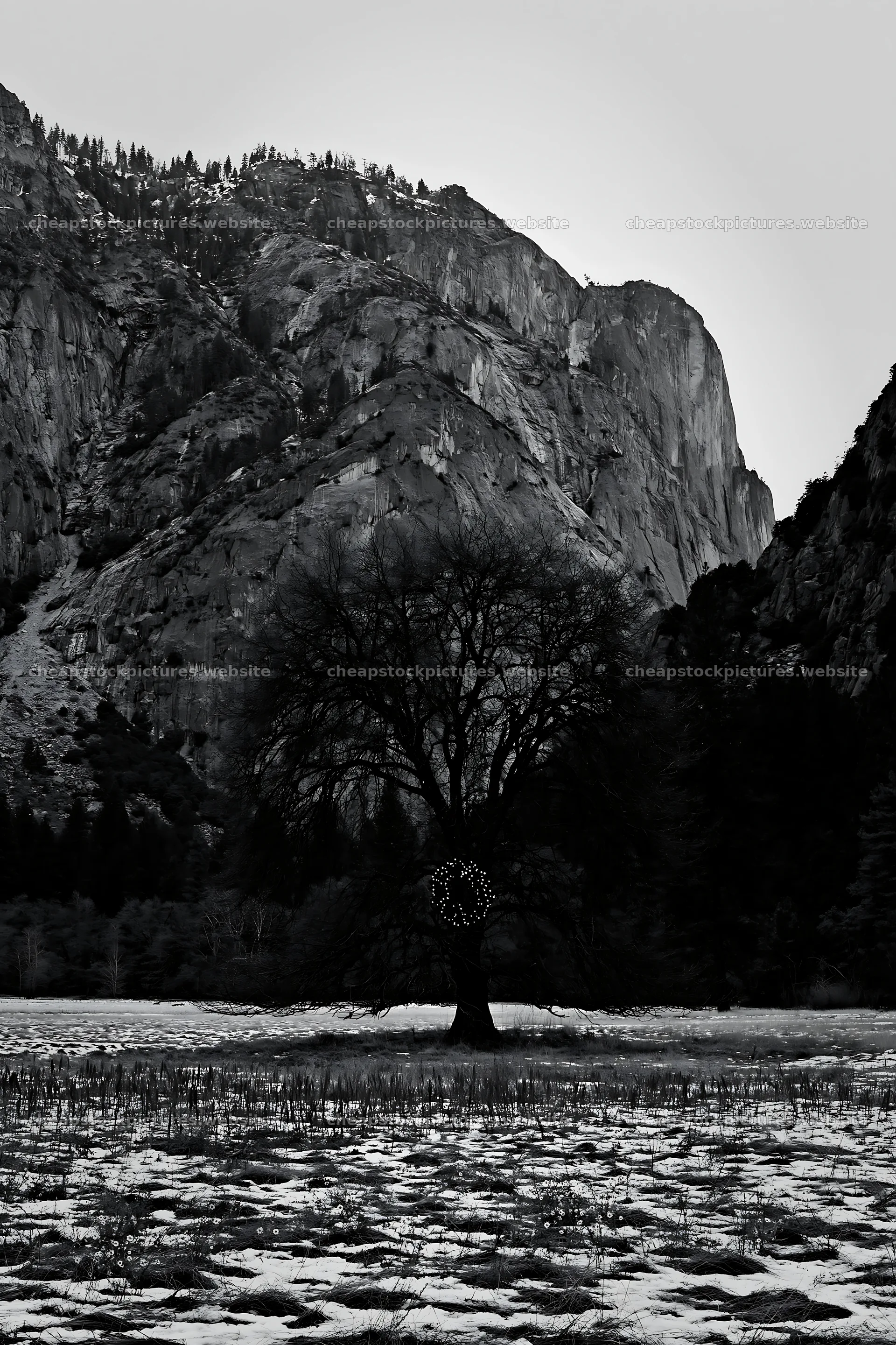 Winter apple tree with wreath in Yosemite meadow – stock pictures 6480x9722