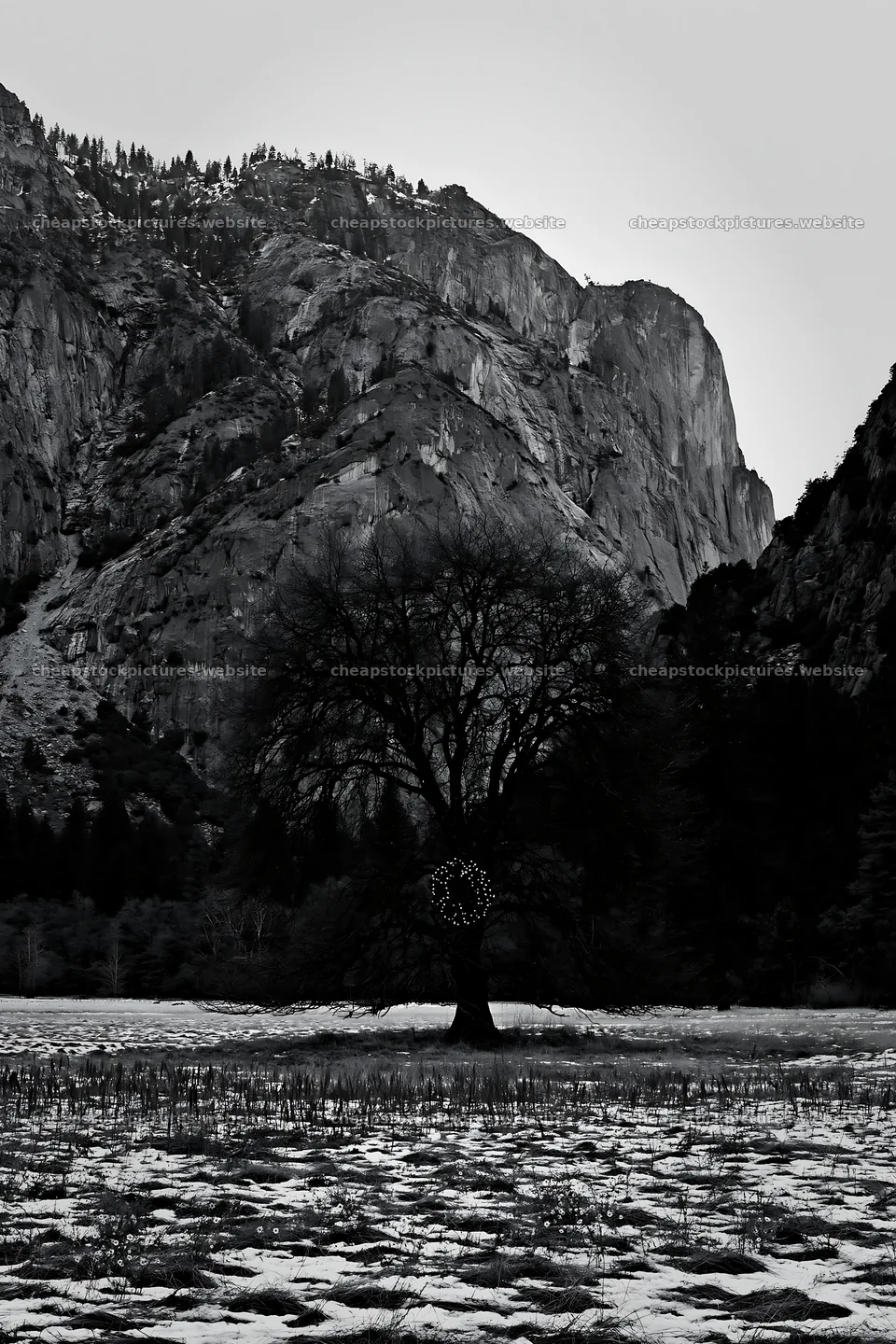 Winter apple tree with wreath in Yosemite meadow – stock pictures 6480x9722