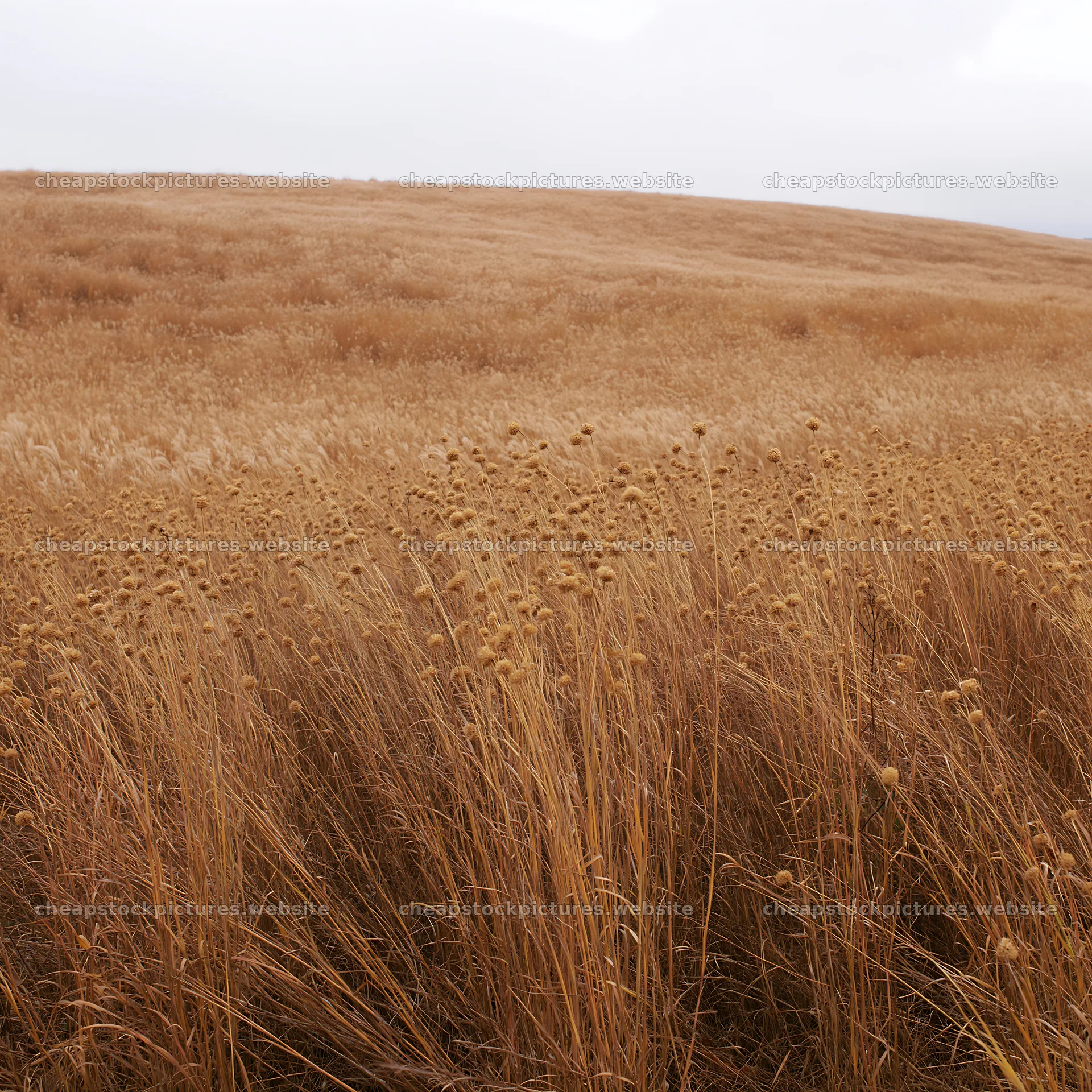 Okayama golden meadow with seedhead foreground – stock pictures 7938x7938