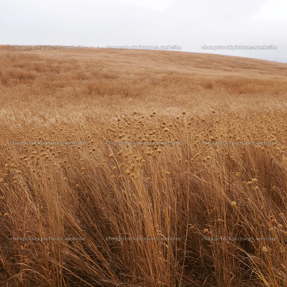 Okayama golden meadow with seedhead foreground – stock pictures 7938x7938