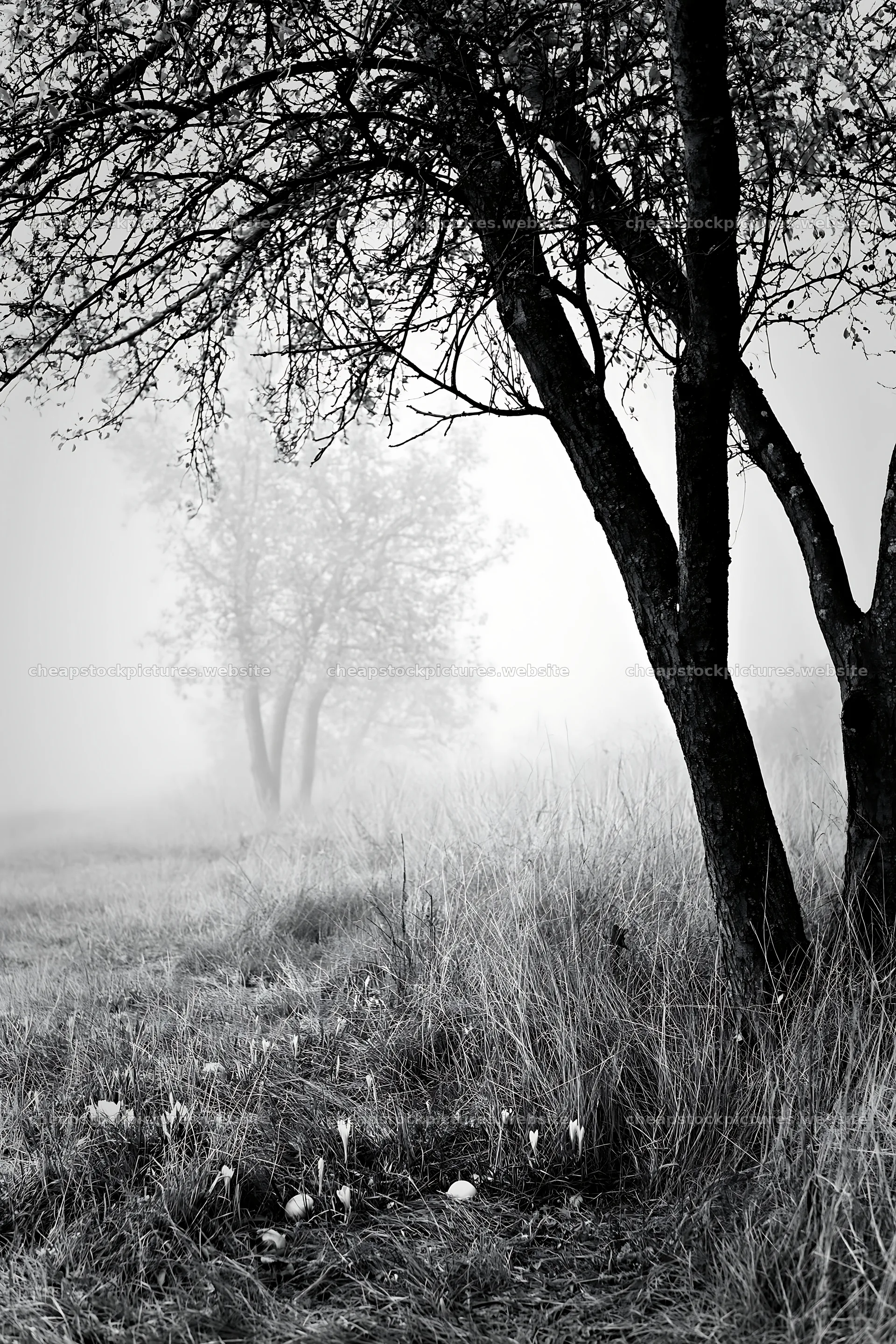 Foggy orchard meadow with trees in the background – stock pictures 6480x9722