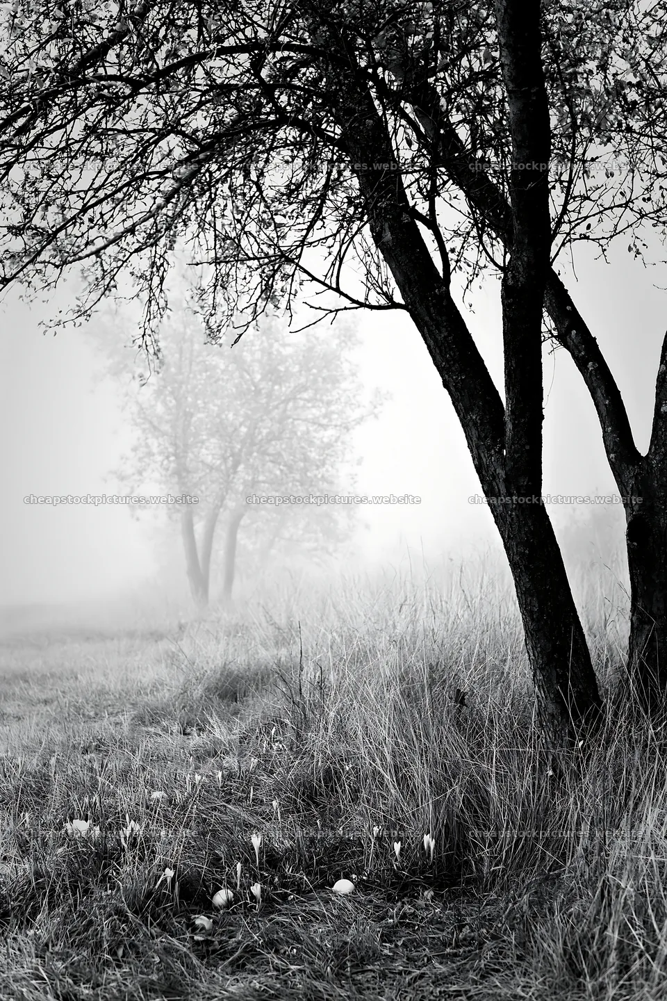 Foggy orchard meadow with trees in the background – stock pictures 6480x9722
