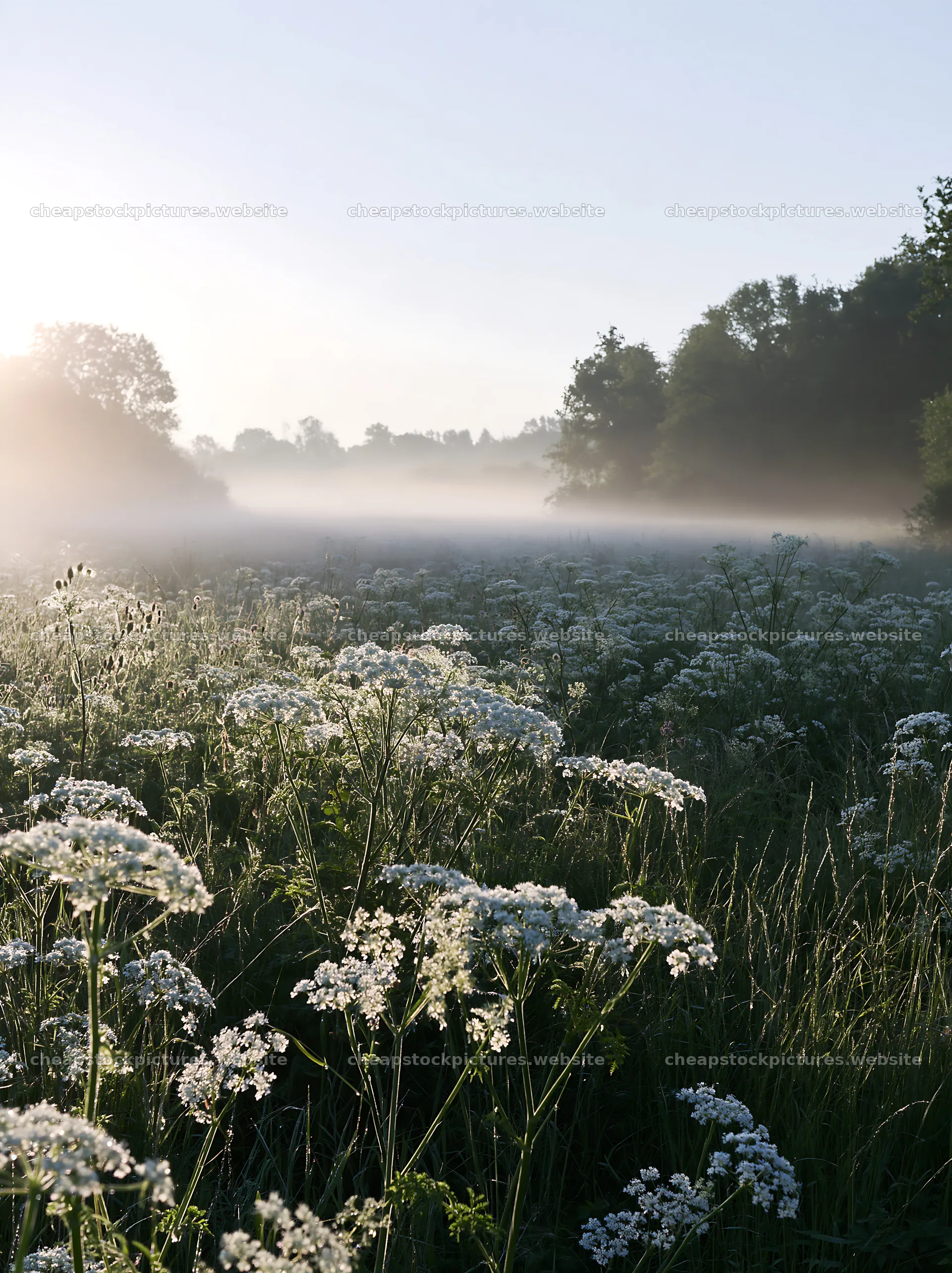 Cow parsley meadow with morning mist and soft light – stock pictures 6866x9174