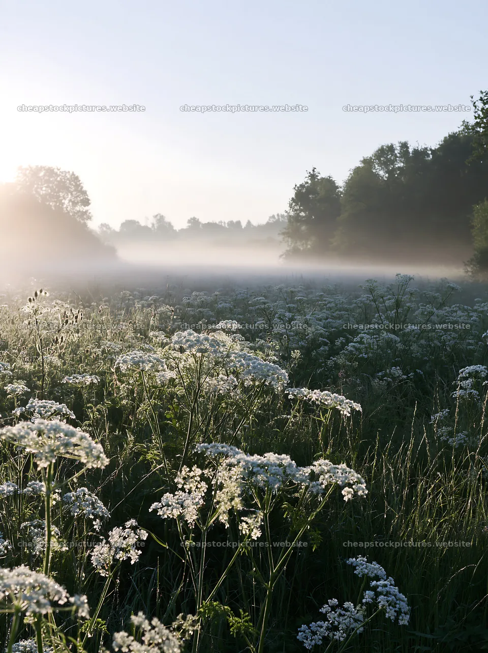 Cow parsley meadow with morning mist and soft light – stock pictures 6866x9174
