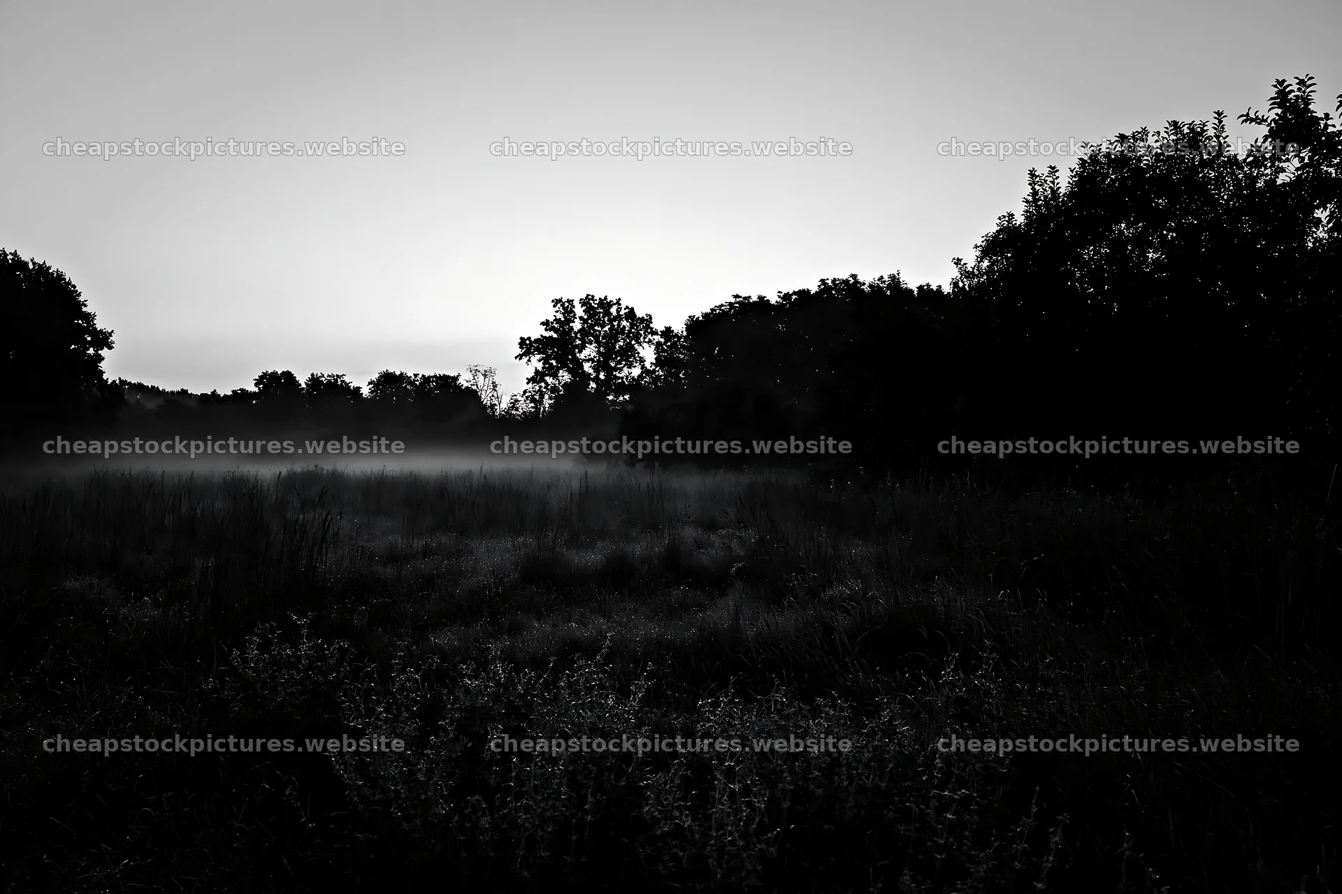 Moody orchard meadow at dusk with fog and silhouette trees – stock pictures 9722x6480