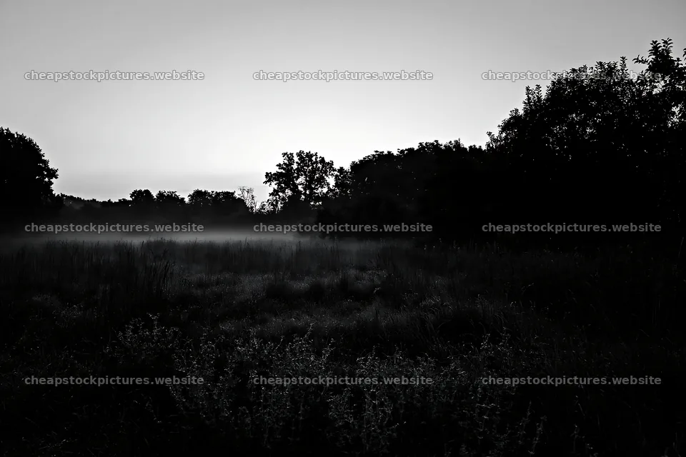 Moody orchard meadow at dusk with fog and silhouette trees – stock pictures 9722x6480