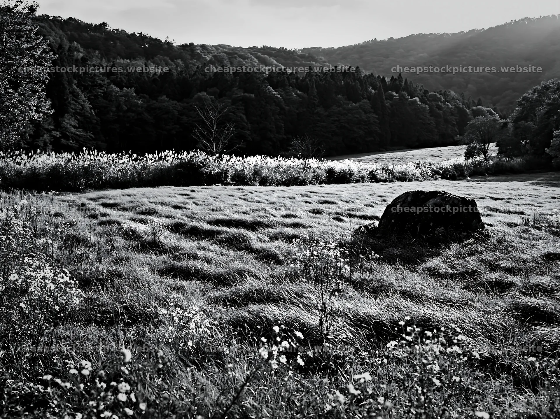 Aomori climate resilient meadow with boulder in daylight – stock pictures 9174x6866