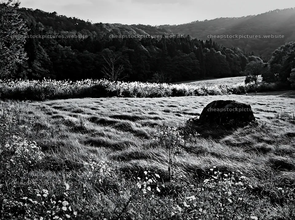 Aomori climate resilient meadow with boulder in daylight – stock pictures 9174x6866