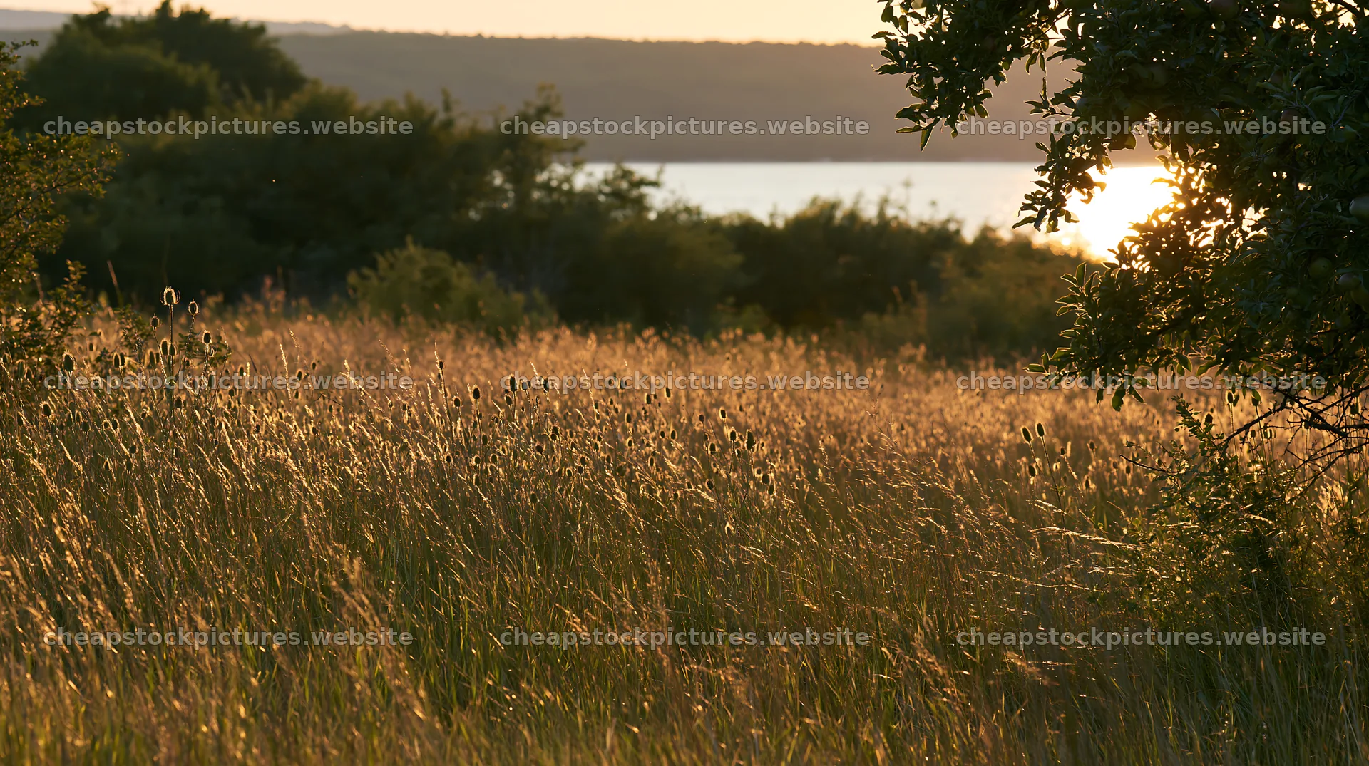 Lakeshore meadow with apple trees during sunset – stock pictures 10608x5938