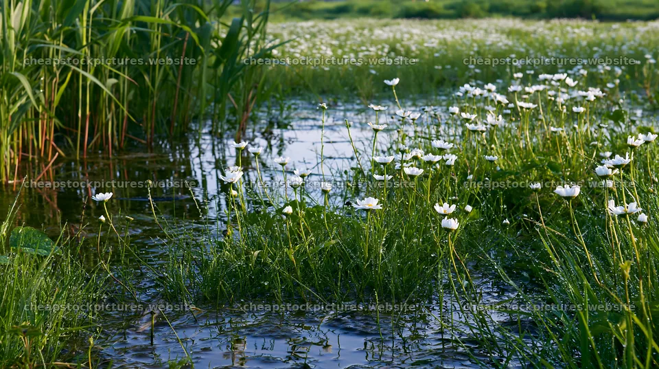 Niigata floodplain restoration with flowers and dew in foreground – stock pictures 10608x5938
