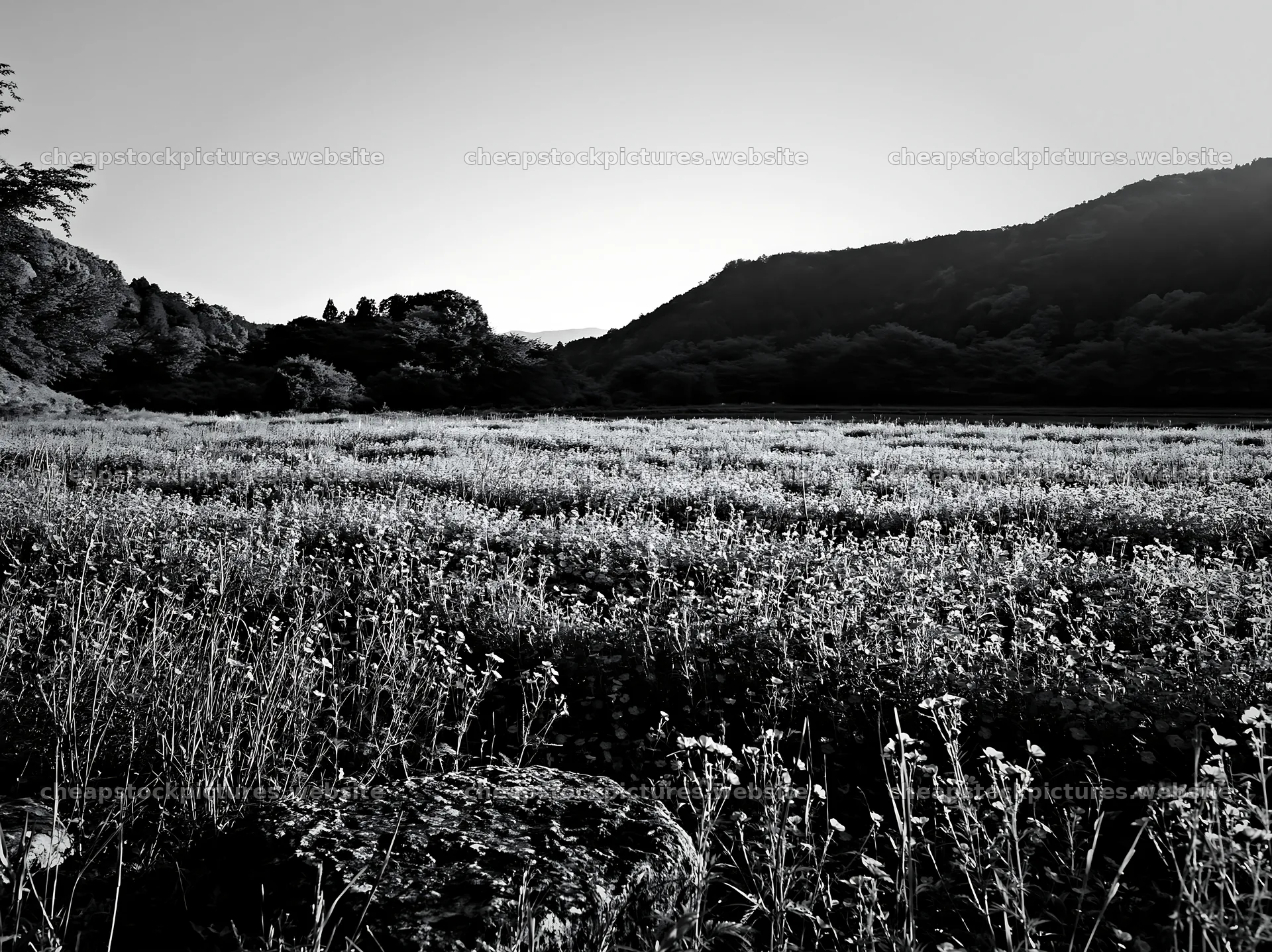 Kyoto spring wildflower meadow stone foreground – stock pictures 9174x6866