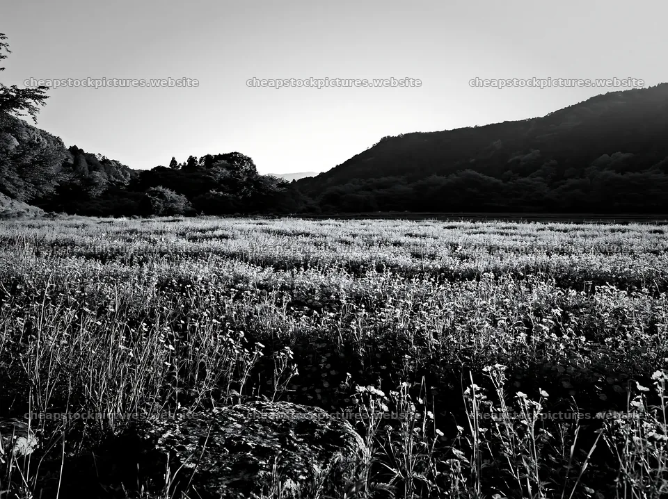 Kyoto spring wildflower meadow stone foreground – stock pictures 9174x6866
