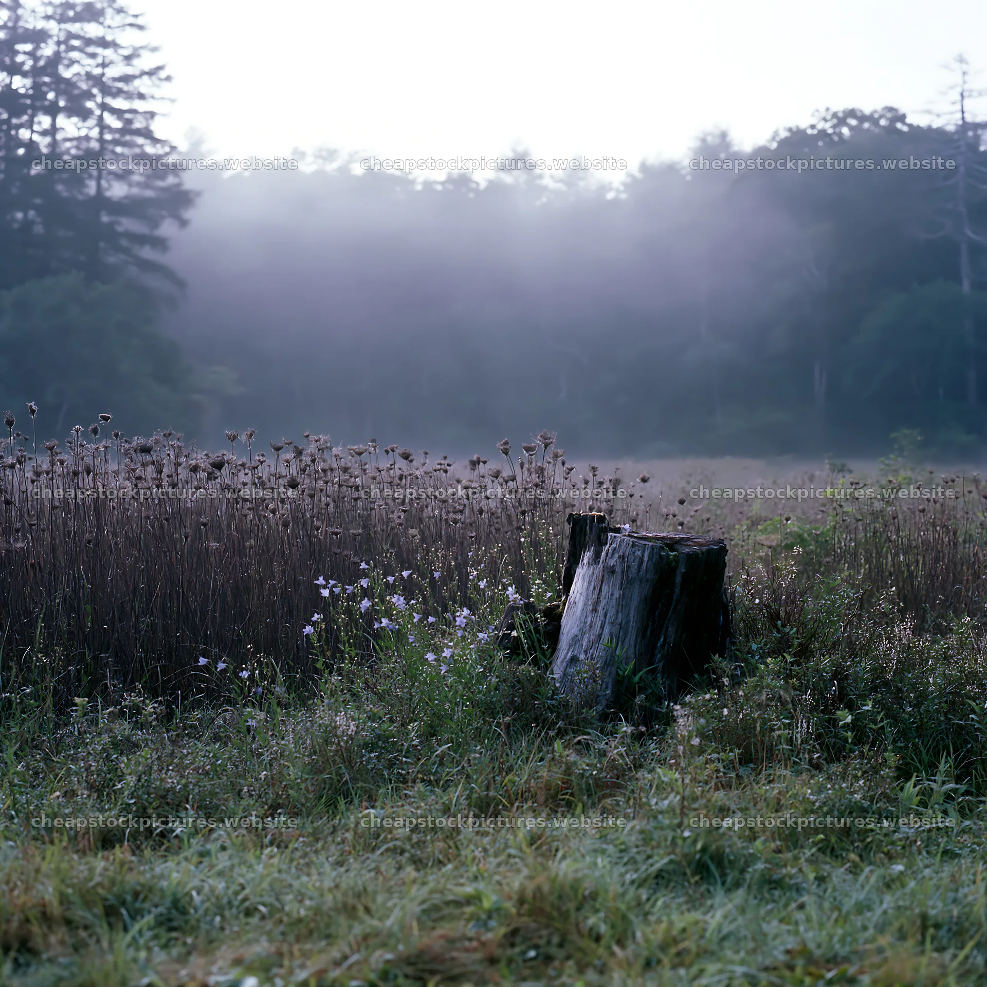 Fukushima native meadow with weathered stump – stock pictures 7938x7938