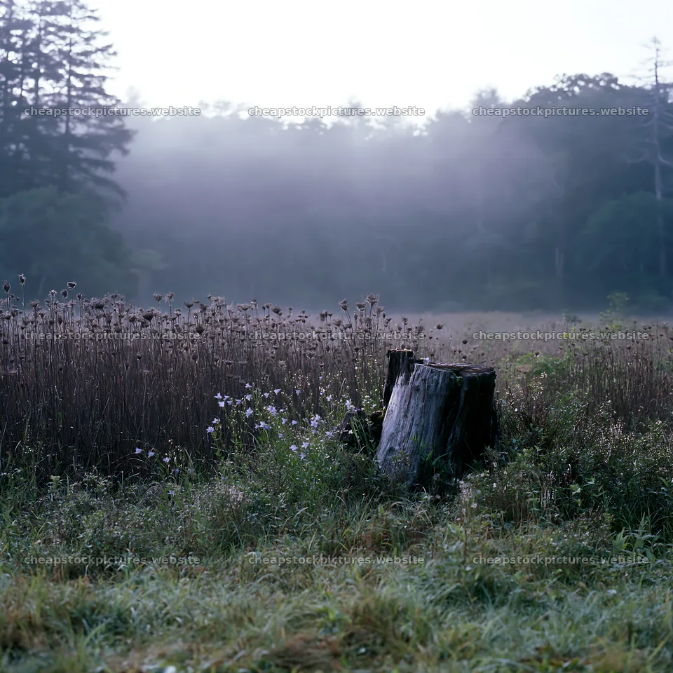Fukushima native meadow with weathered stump – stock pictures 7938x7938
