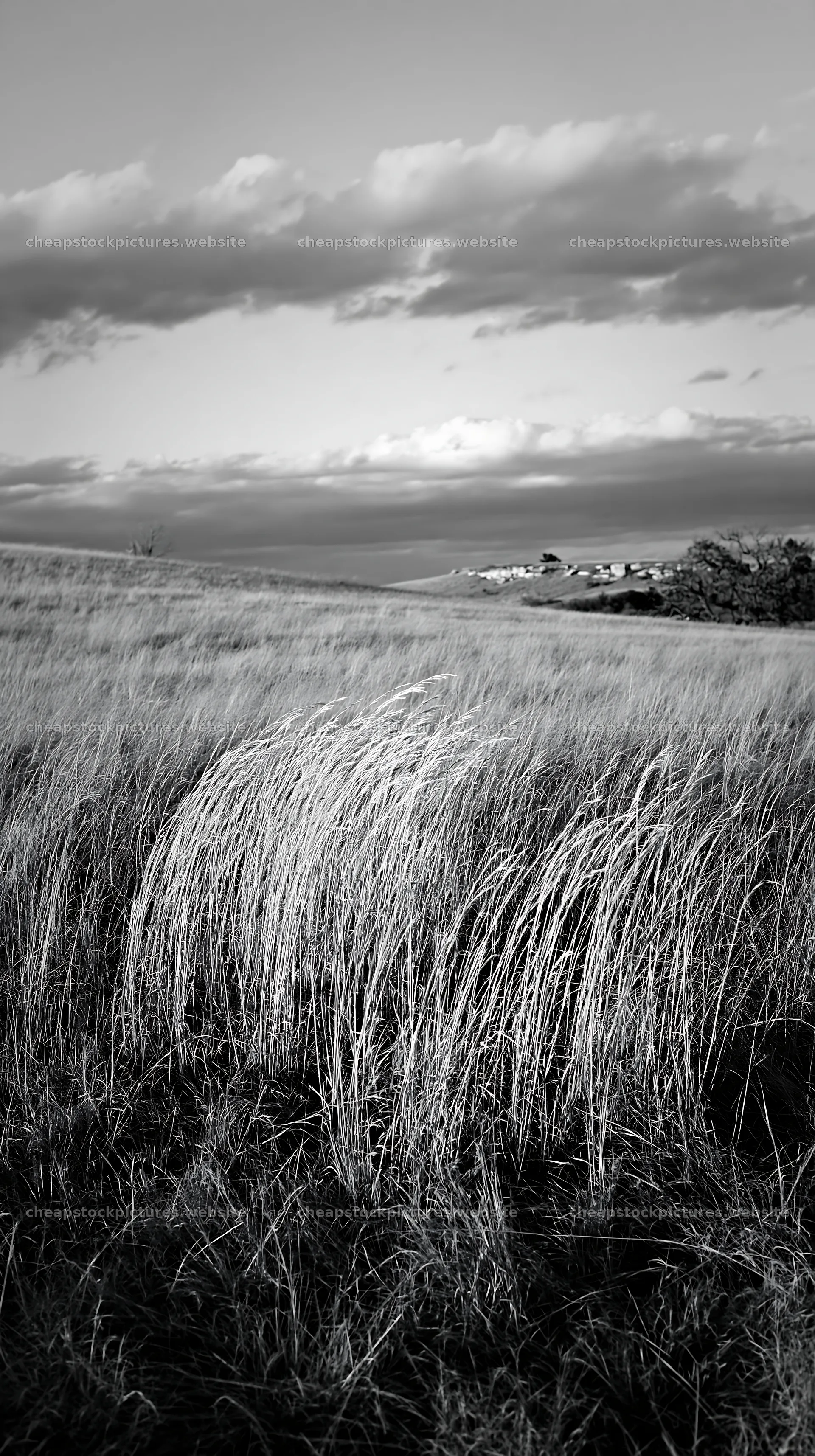 Meadow grass seedheads swaying under a cloudy sky – stock pictures 5938x10608