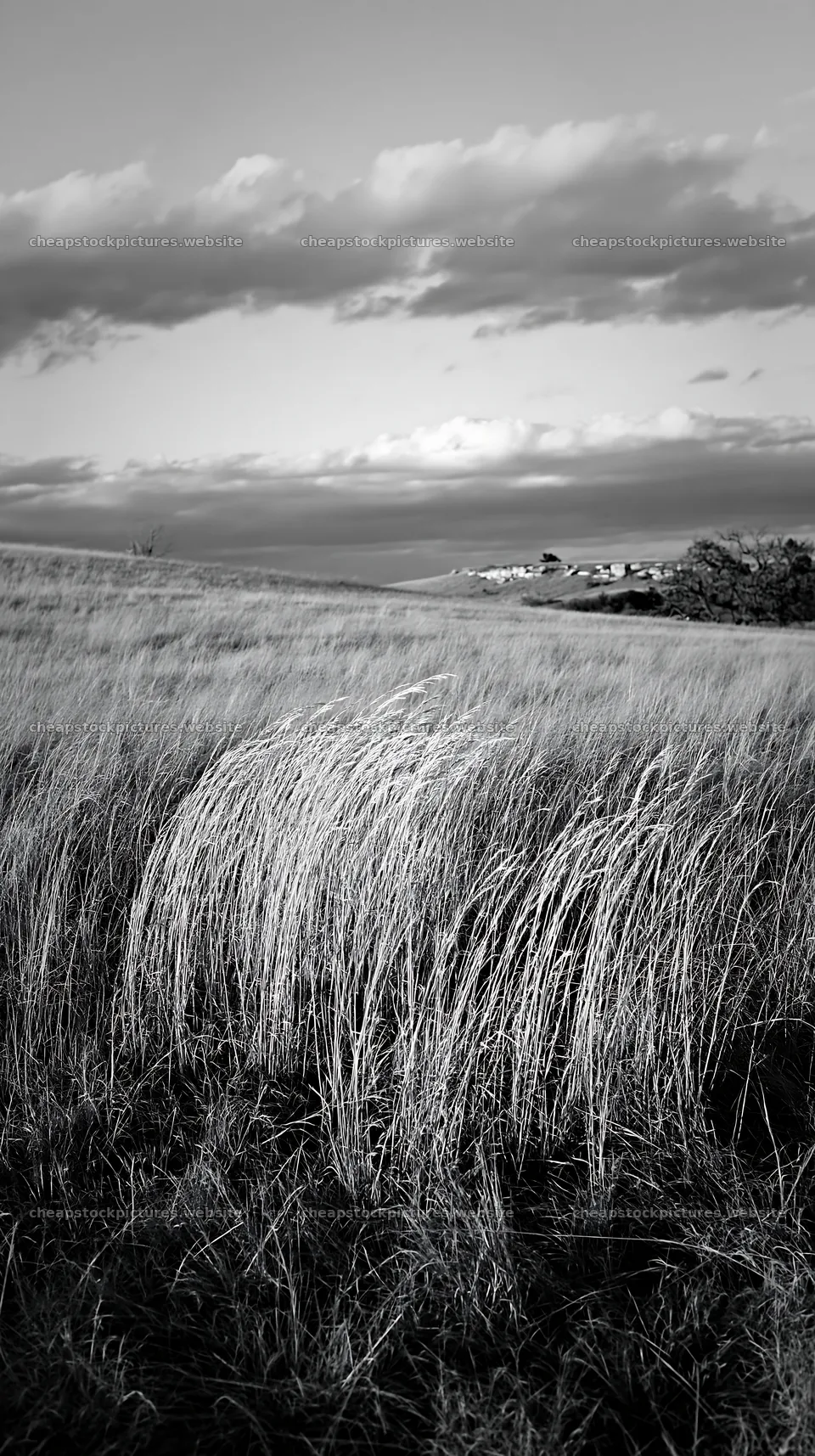 Meadow grass seedheads swaying under a cloudy sky – stock pictures 5938x10608