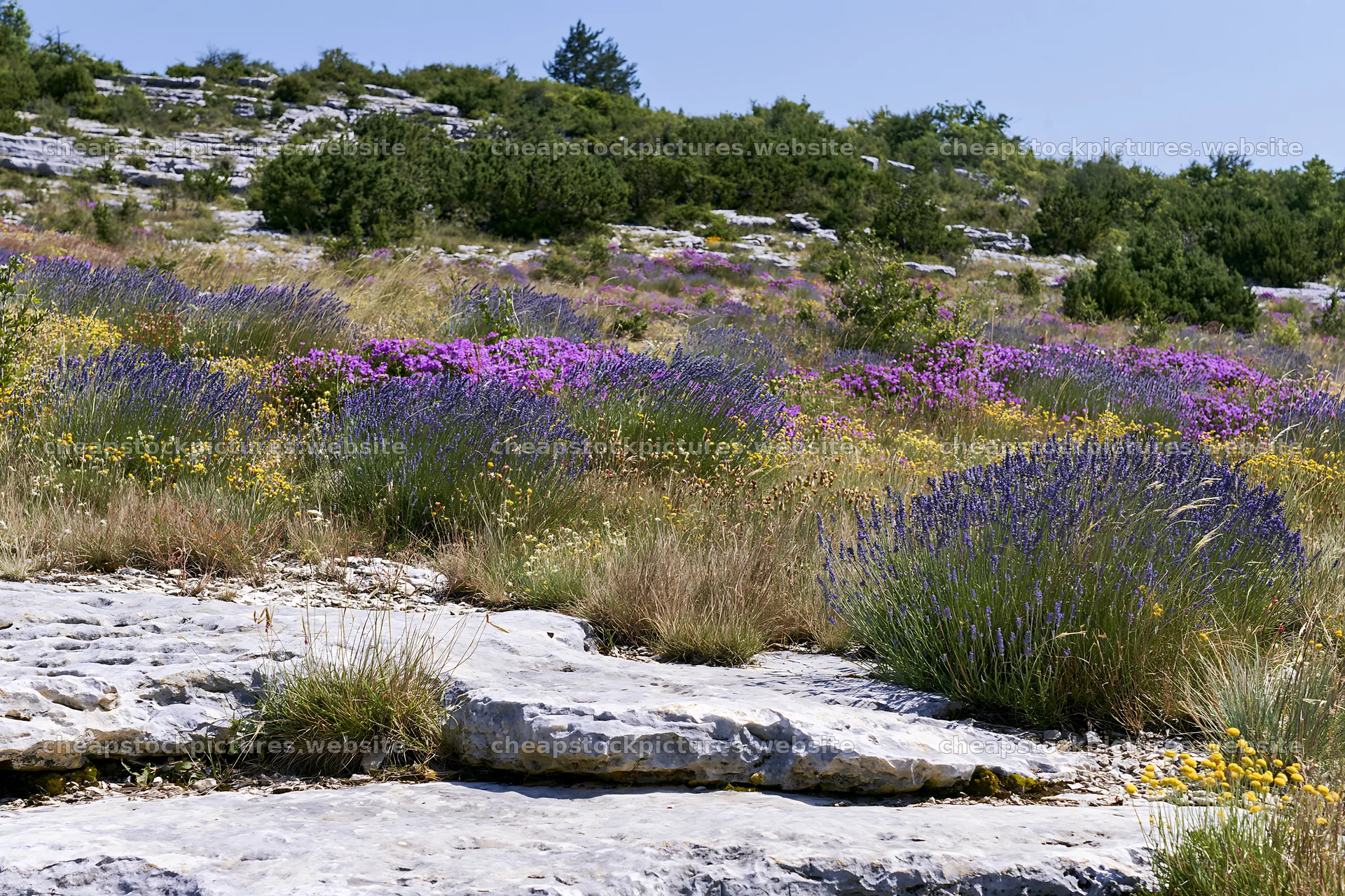 Drought-tolerant meadow filled with colorful flowers and rocks – stock pictures 9722x6480