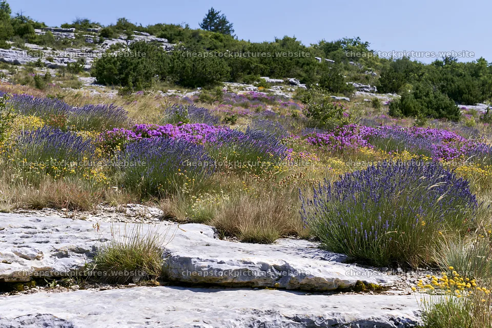 Drought-tolerant meadow filled with colorful flowers and rocks – stock pictures 9722x6480