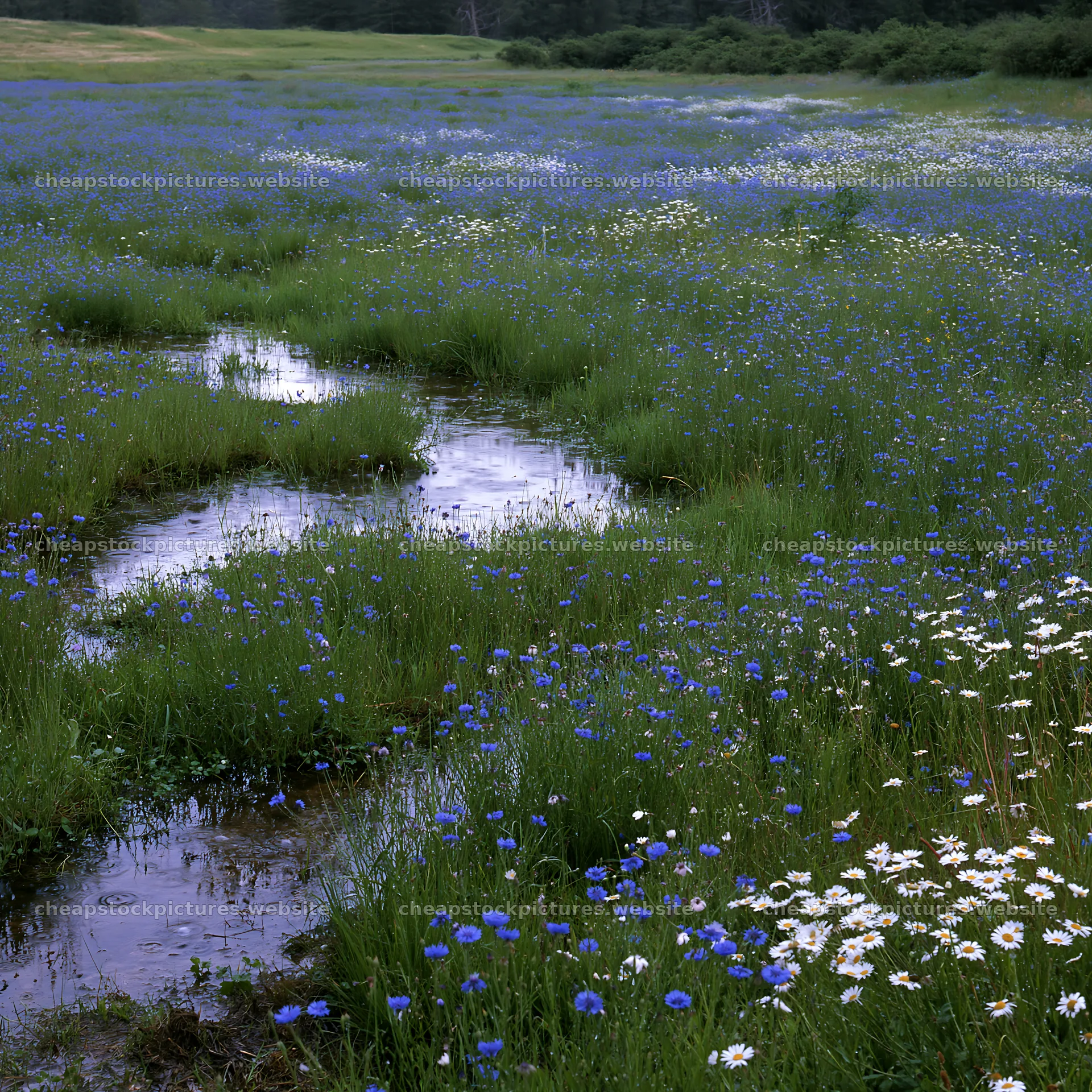 Rainy valley meadow with blue flowers and flowing water – stock pictures 7938x7938