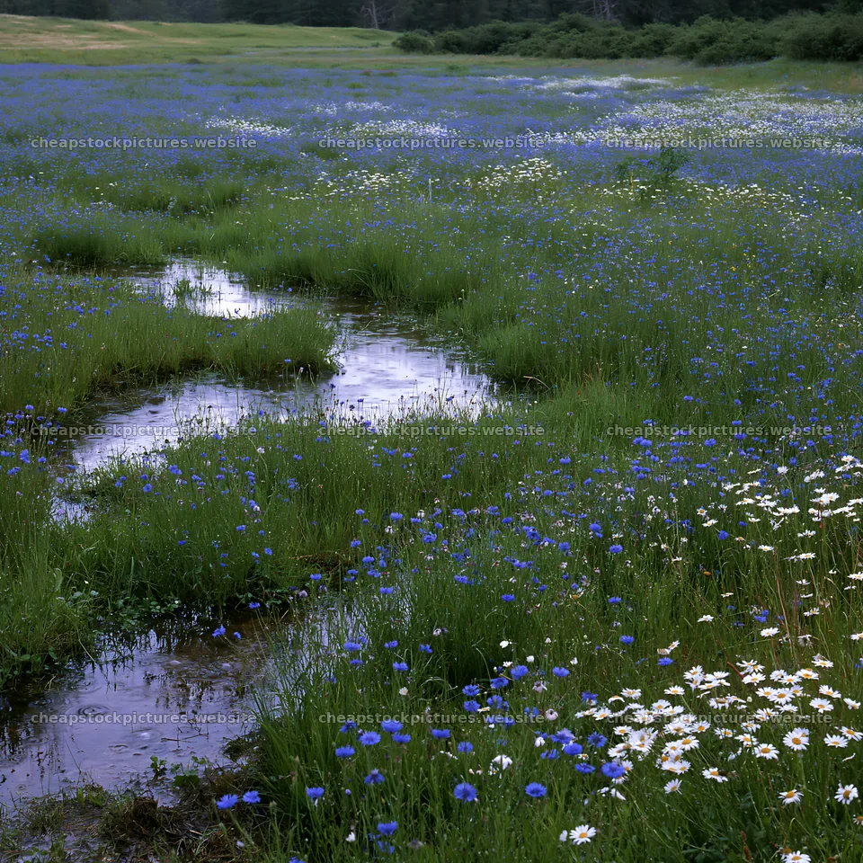 Rainy valley meadow with blue flowers and flowing water – stock pictures 7938x7938