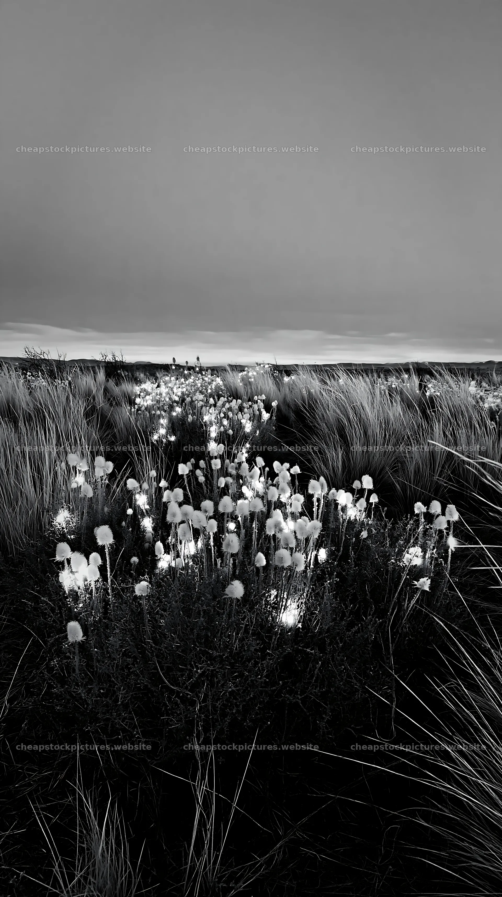 Frosty meadow with seedheads and lanterns at dusk – stock pictures 5938x10608