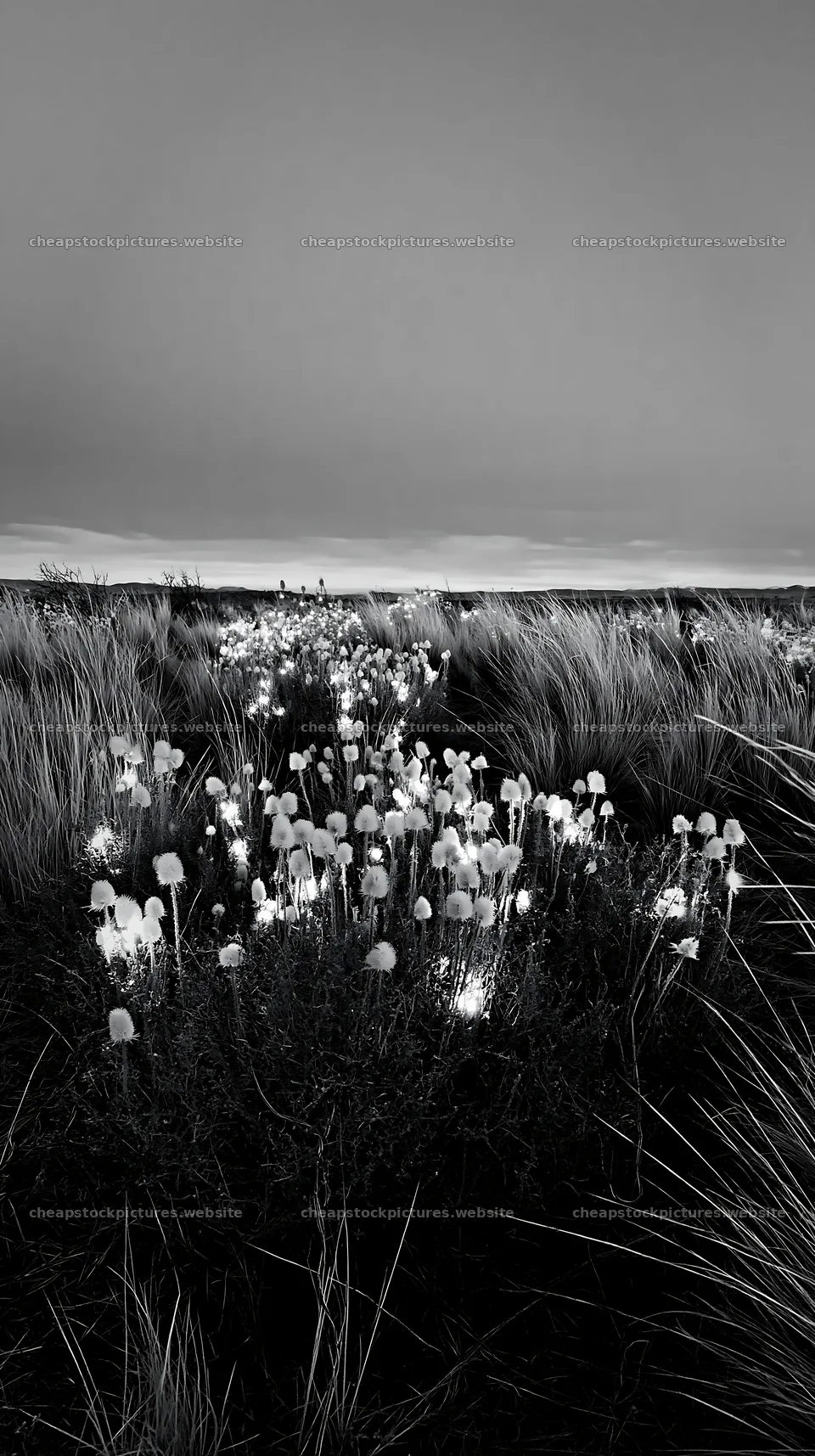 Frosty meadow with seedheads and lanterns at dusk – stock pictures 5938x10608