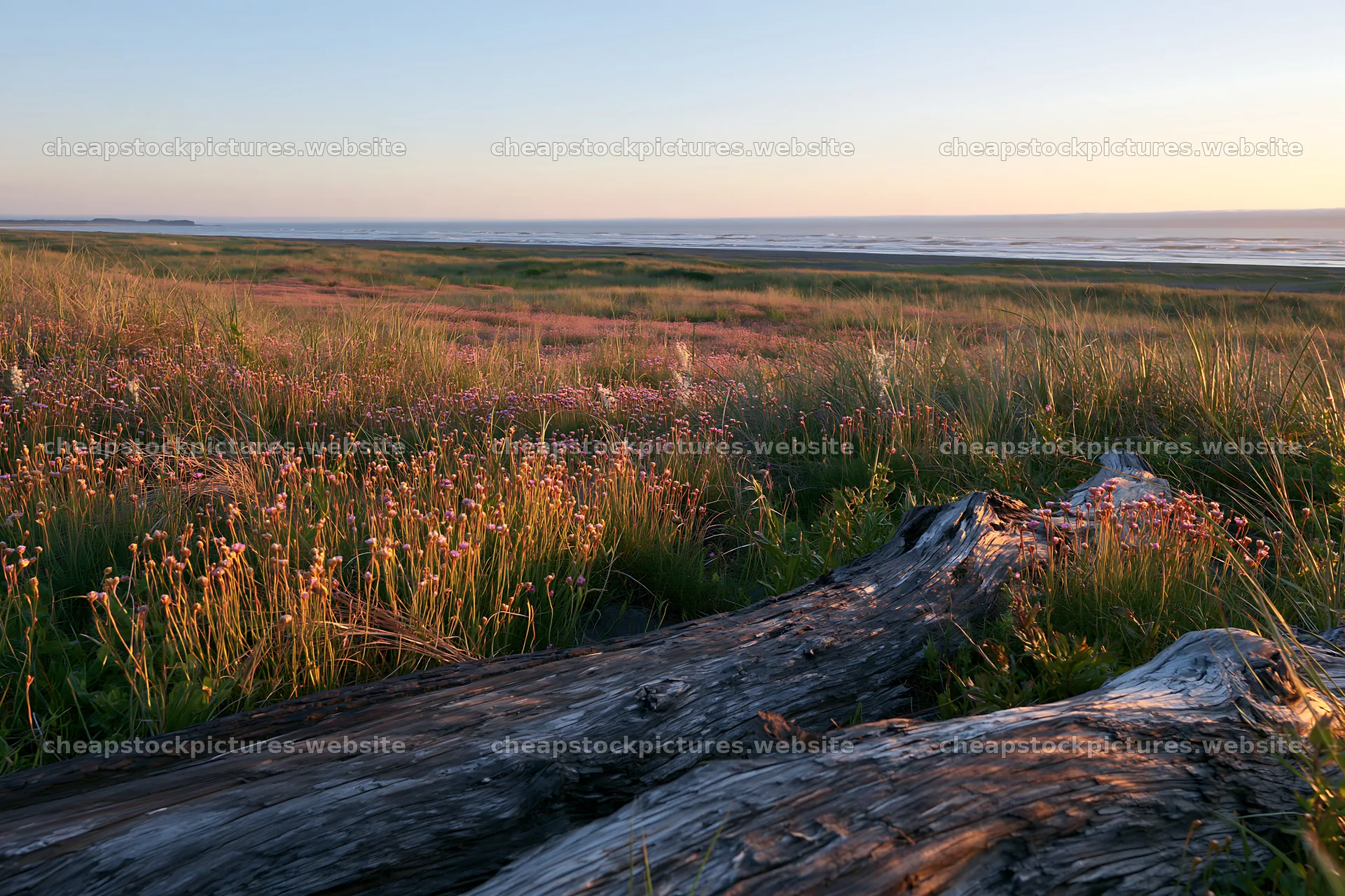 Chiba coastal meadow with driftwood and flowers at sunset – stock pictures 9722x6480