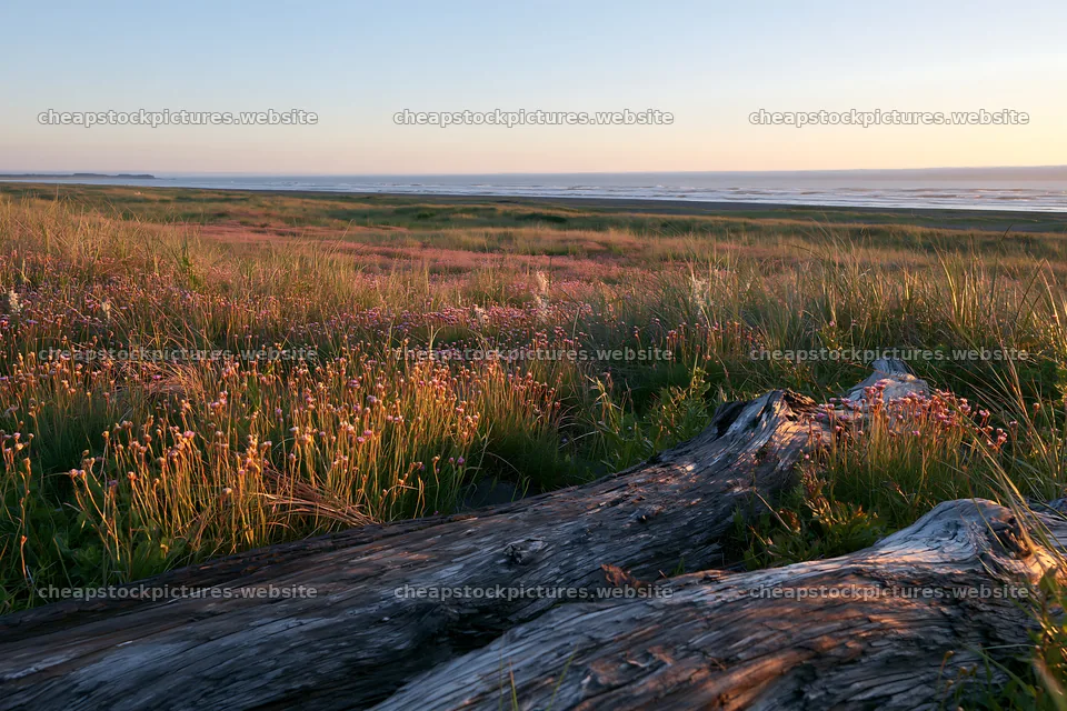 Chiba coastal meadow with driftwood and flowers at sunset – stock pictures 9722x6480