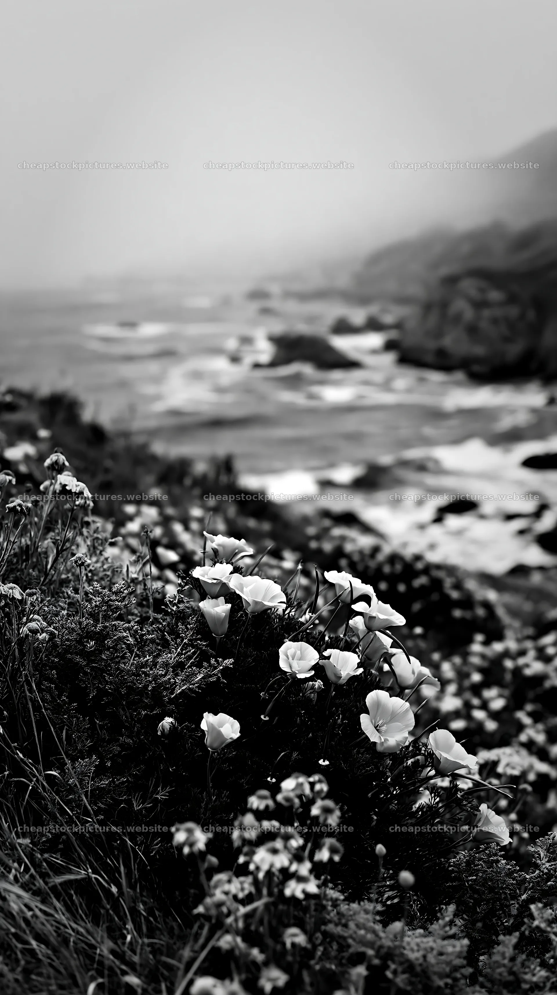 Beachside flower meadow near ocean waves on cloudy day – stock pictures 5938x10608