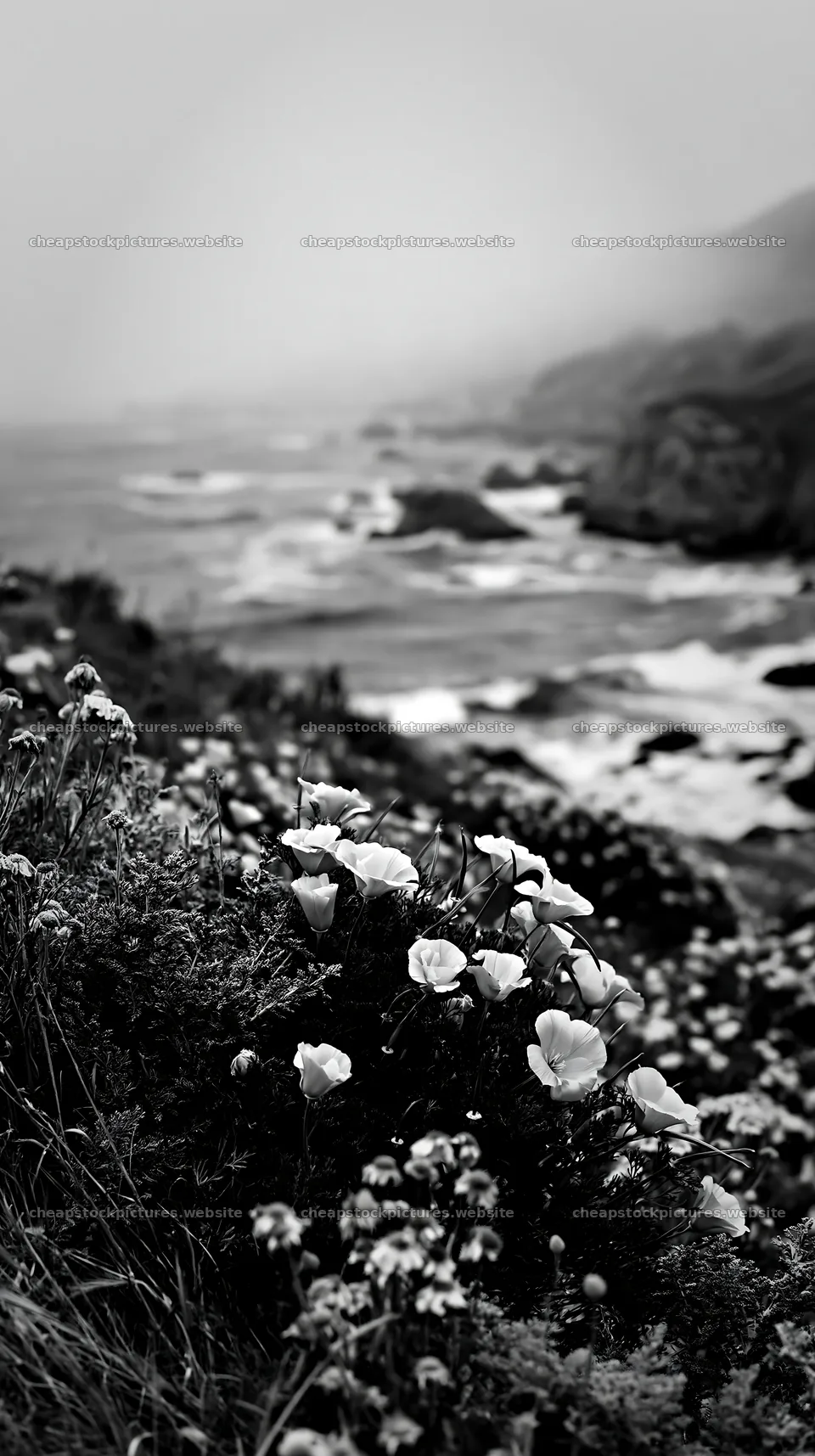 Beachside flower meadow near ocean waves on cloudy day – stock pictures 5938x10608
