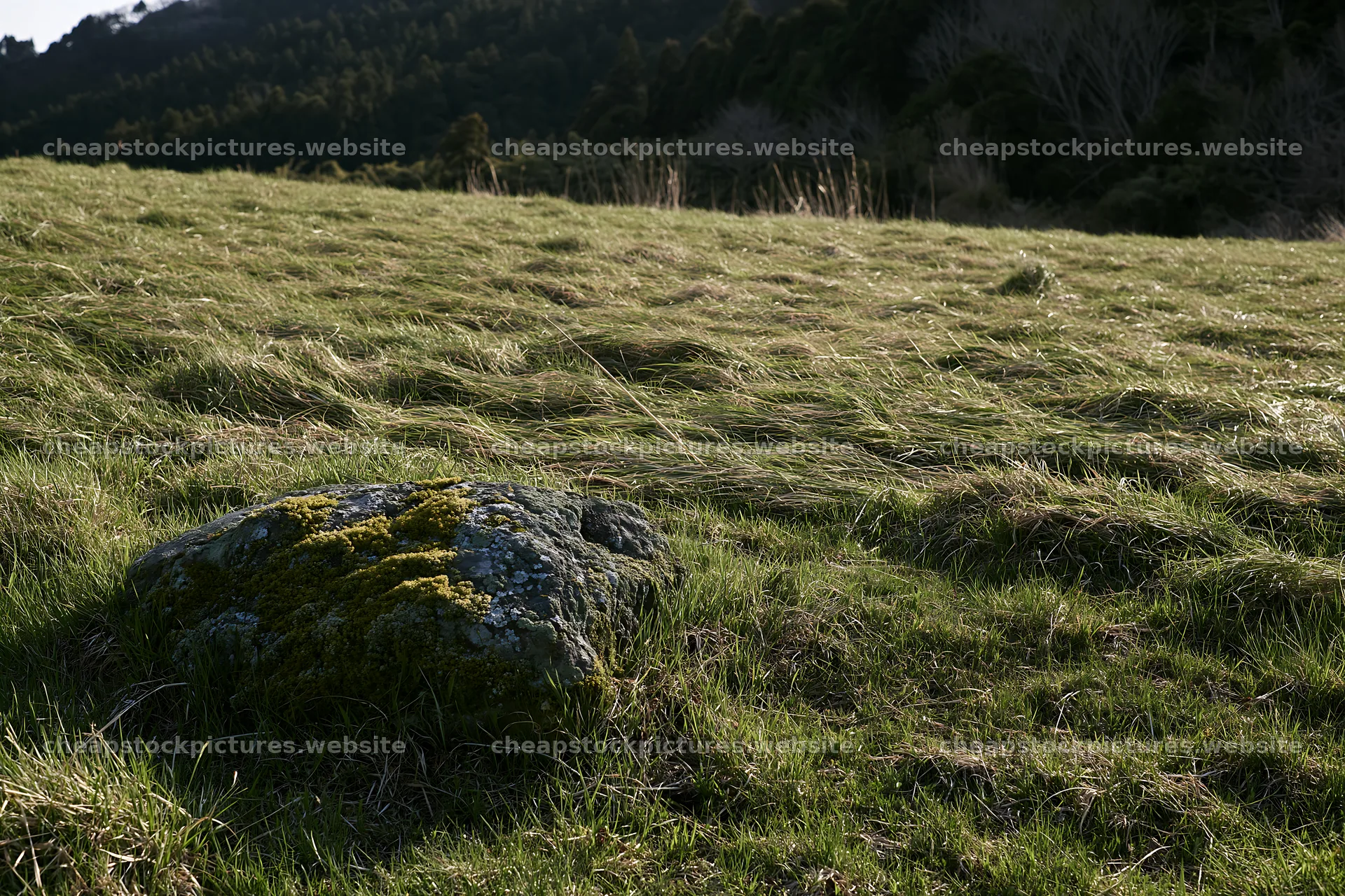 Miyagi spring recovery meadow mossy stone in natural setting – stock pictures 9722x6480