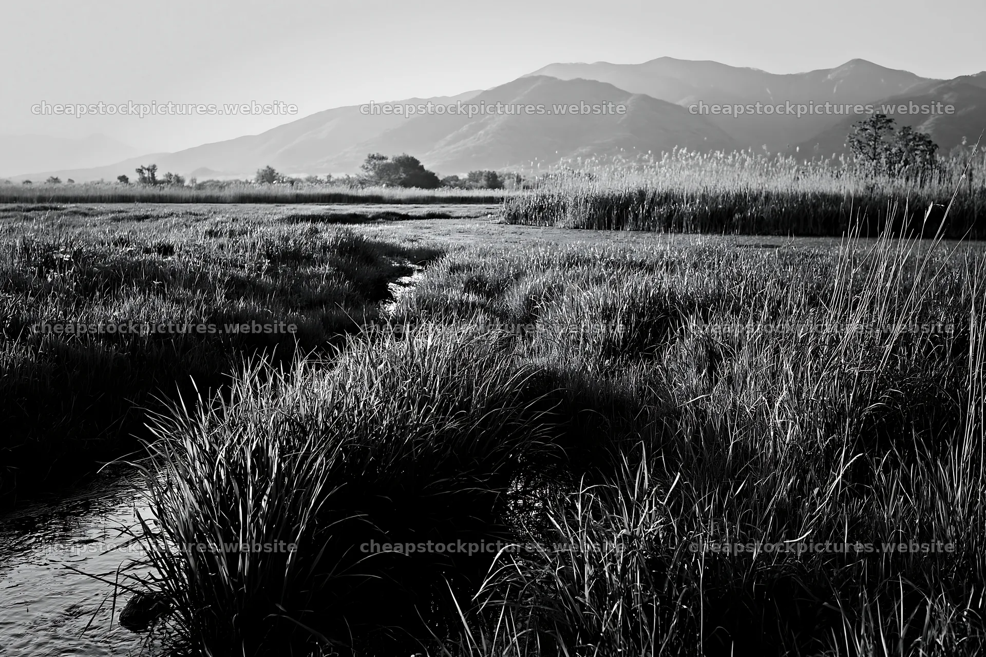 Shiga wetland meadow climate adaptation reeds in morning light – stock pictures 9722x6480