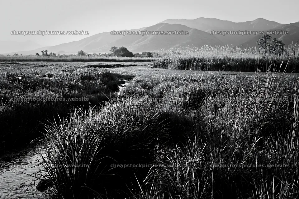 Shiga wetland meadow climate adaptation reeds in morning light – stock pictures 9722x6480