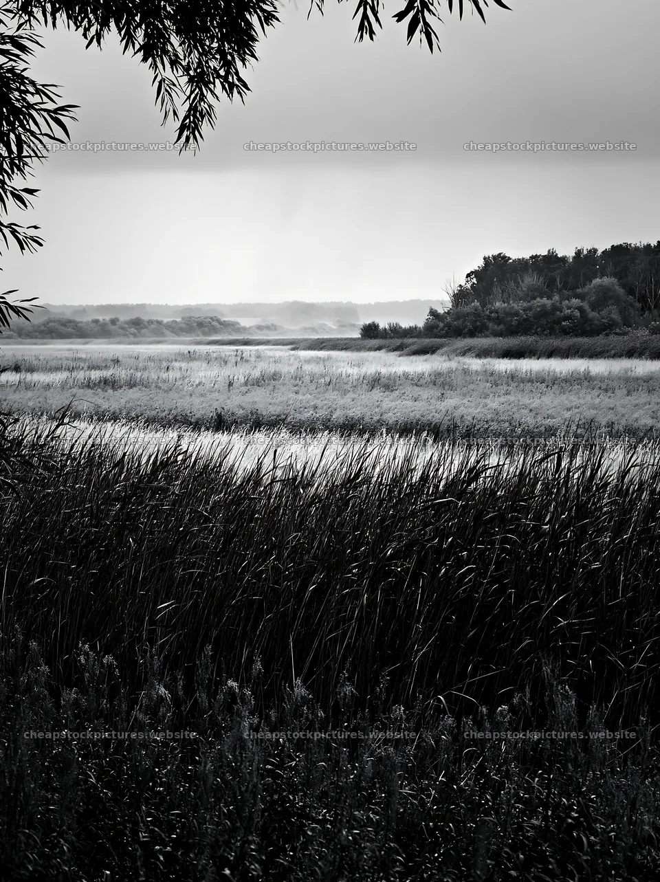Saga floodplain meadow with reeds and distant hills – stock pictures 6866x9174
