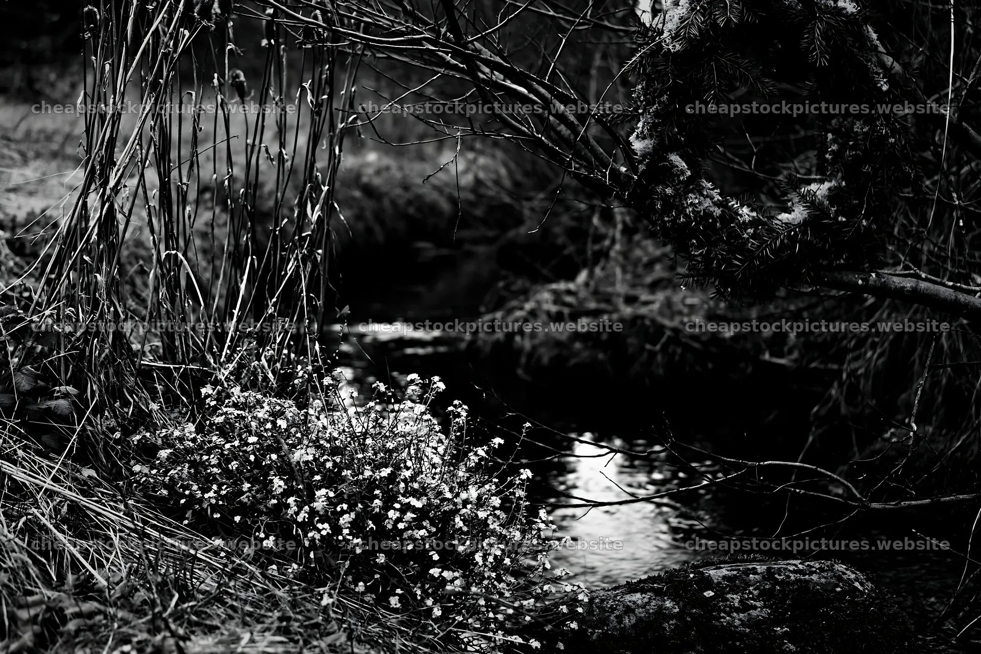Christmas wreaths beside stream in meadow – stock pictures 9722x6480