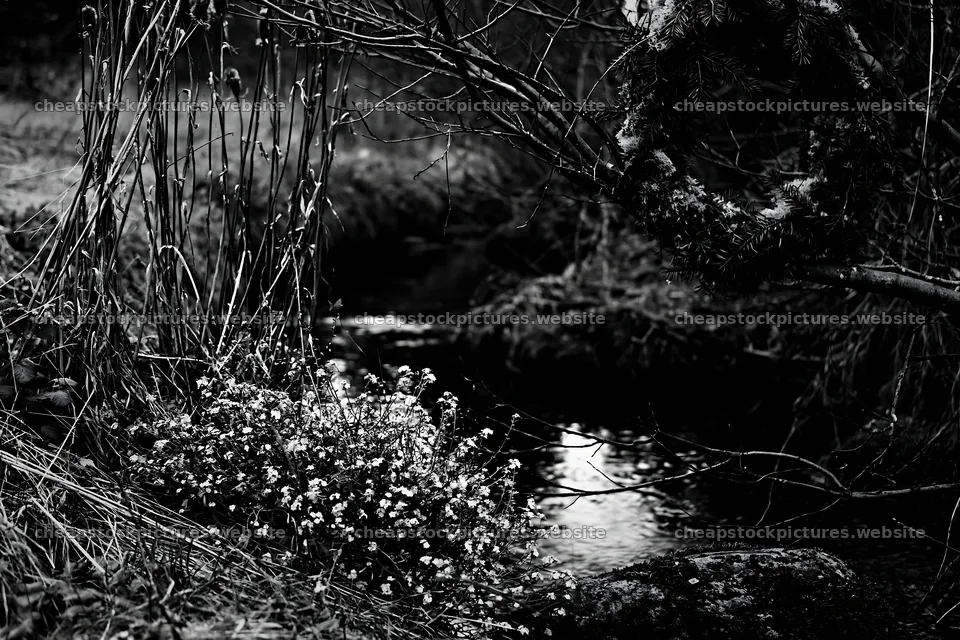Christmas wreaths beside stream in meadow – stock pictures 9722x6480