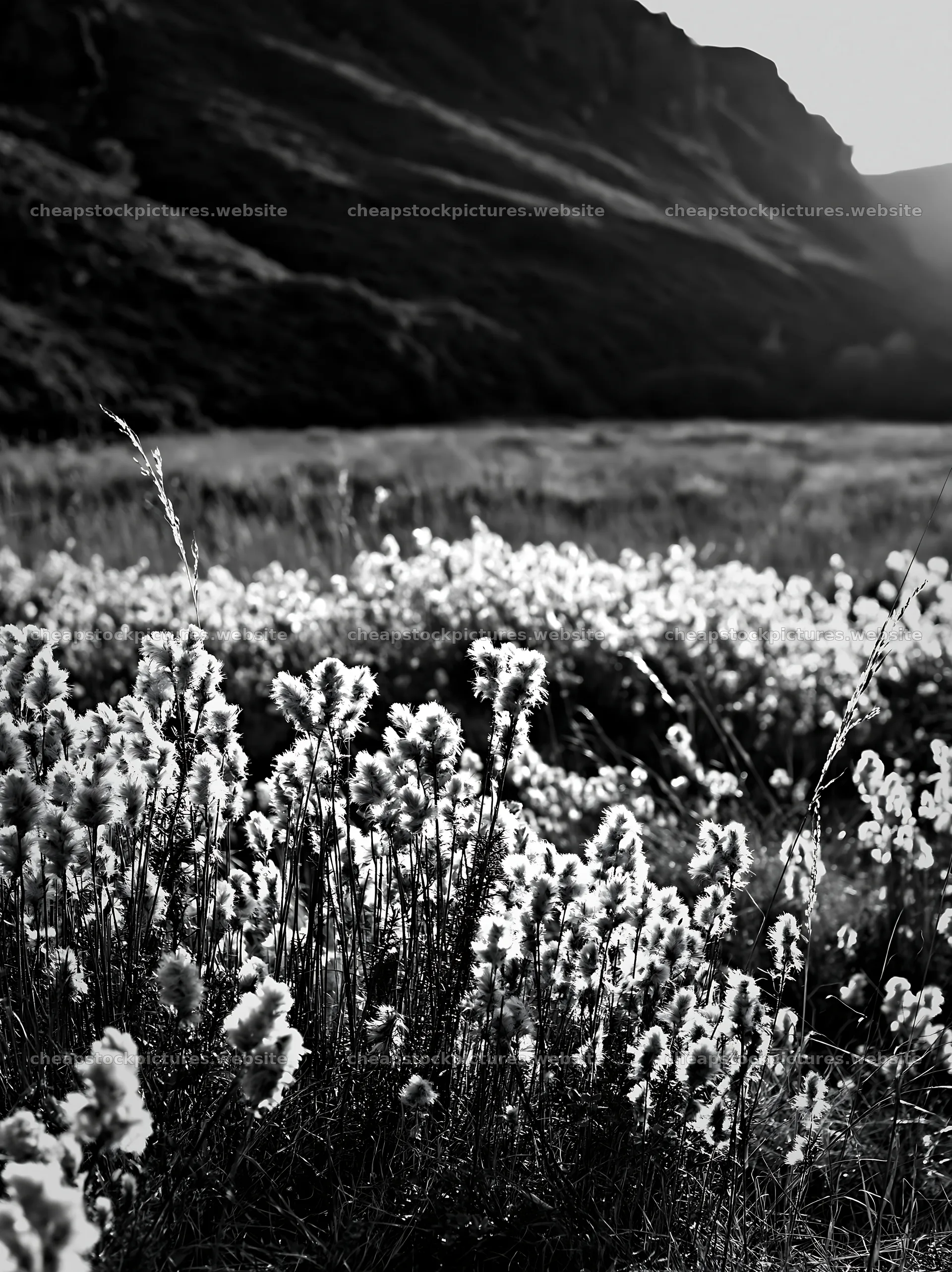 Meadow seedheads backlit at dusk – stock pictures 6866x9174
