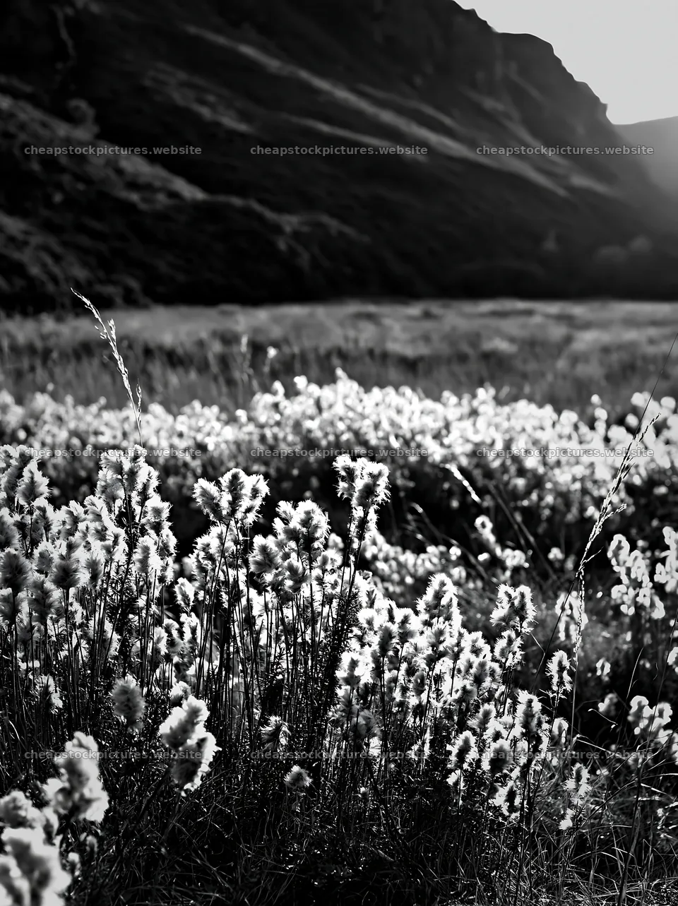 Meadow seedheads backlit at dusk – stock pictures 6866x9174