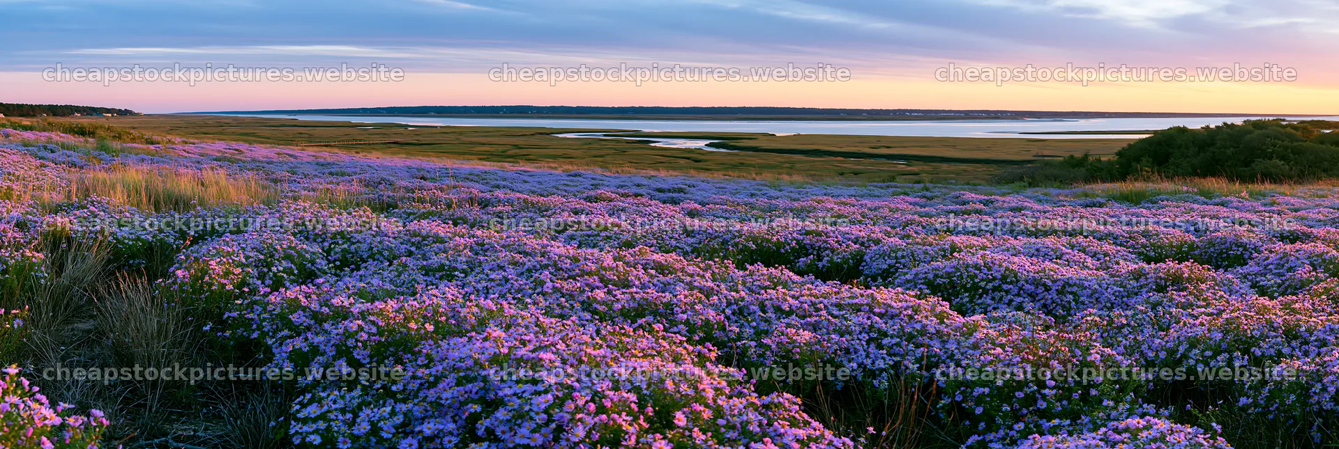 Colorful aster meadow in a landscape by the water at sunset – stock pictures 13690x4602