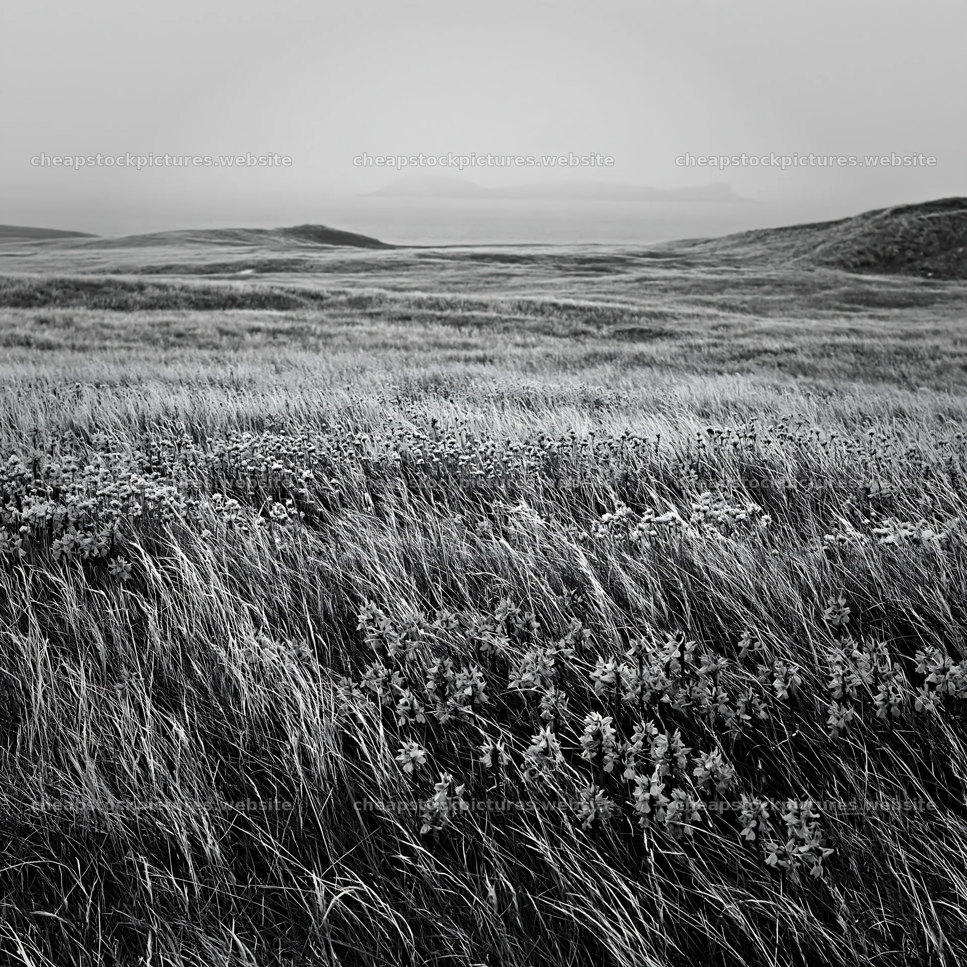 Wild orchid meadow in black and white landscape – stock pictures 7938x7938